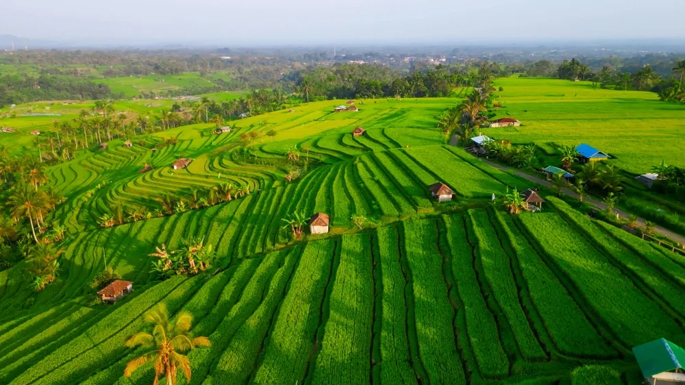 rice terraces in Bali