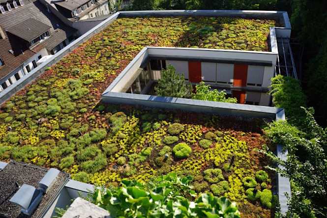 Toit Vert Simple Toit vert comme rénovation de toit. | BMI Belgium