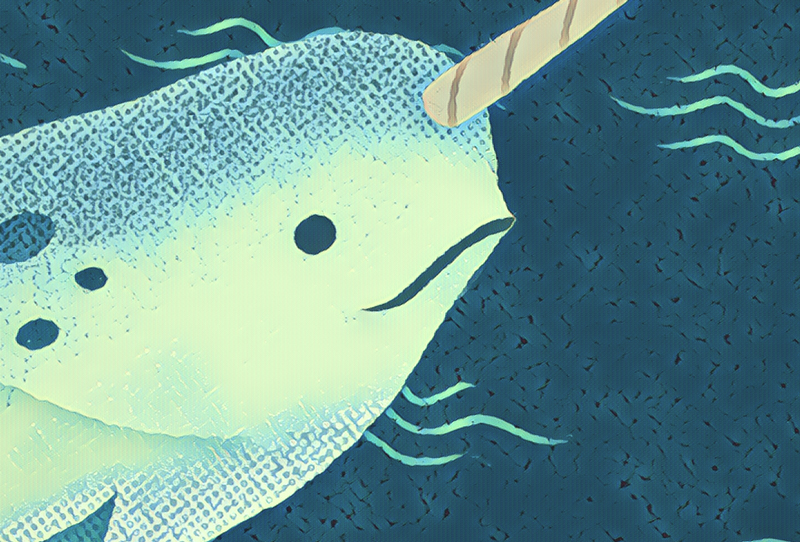 Yogi the Narwhal headshot