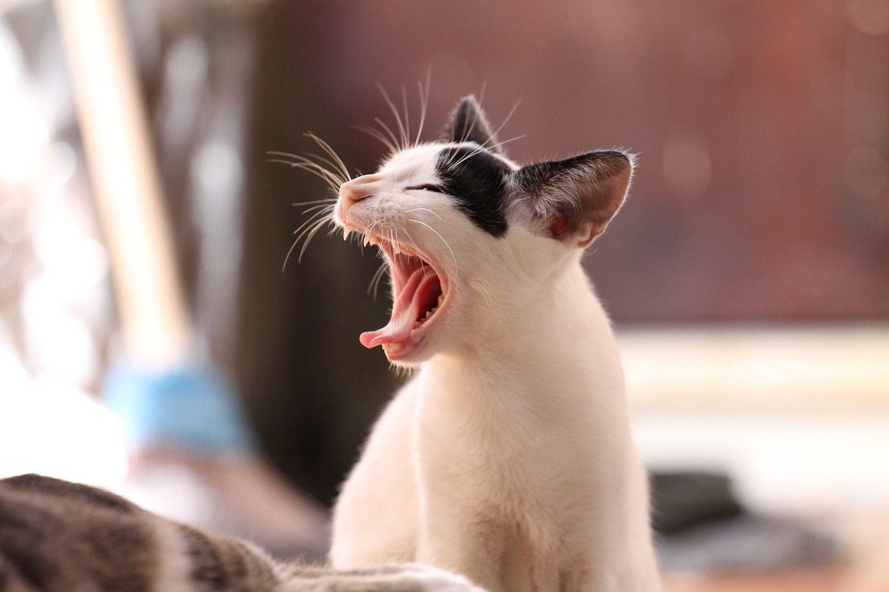 cat-yawn