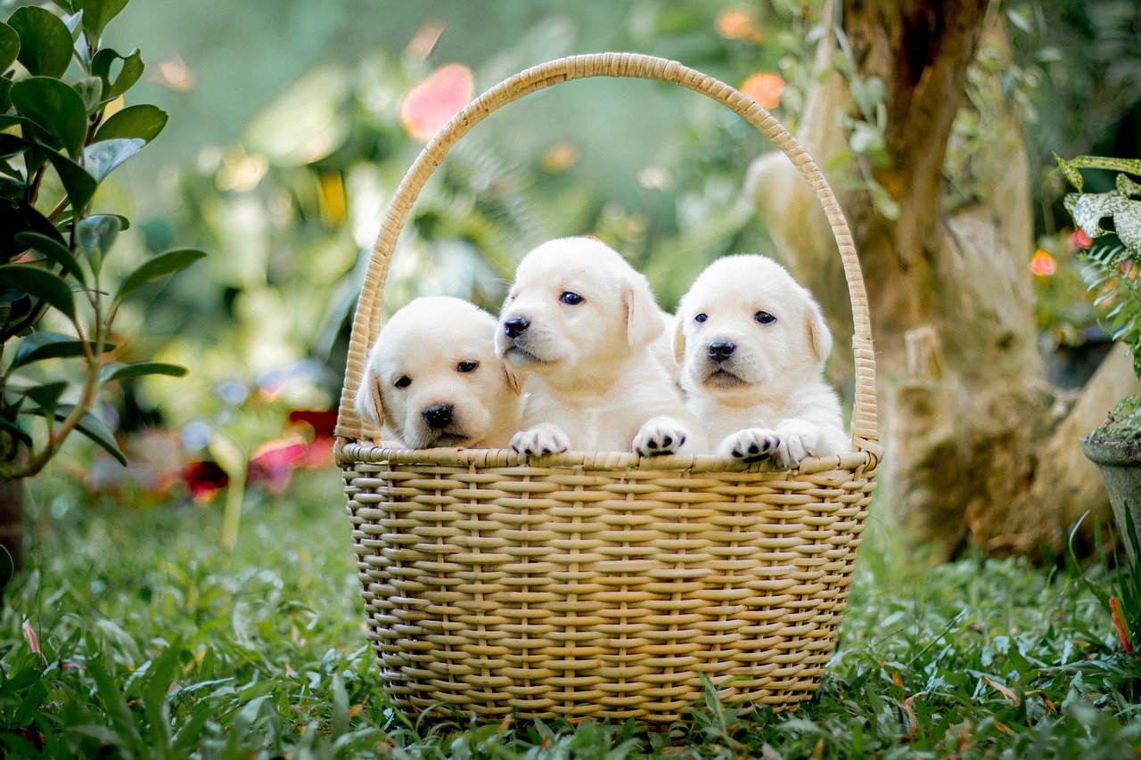 lab-puppies-basket