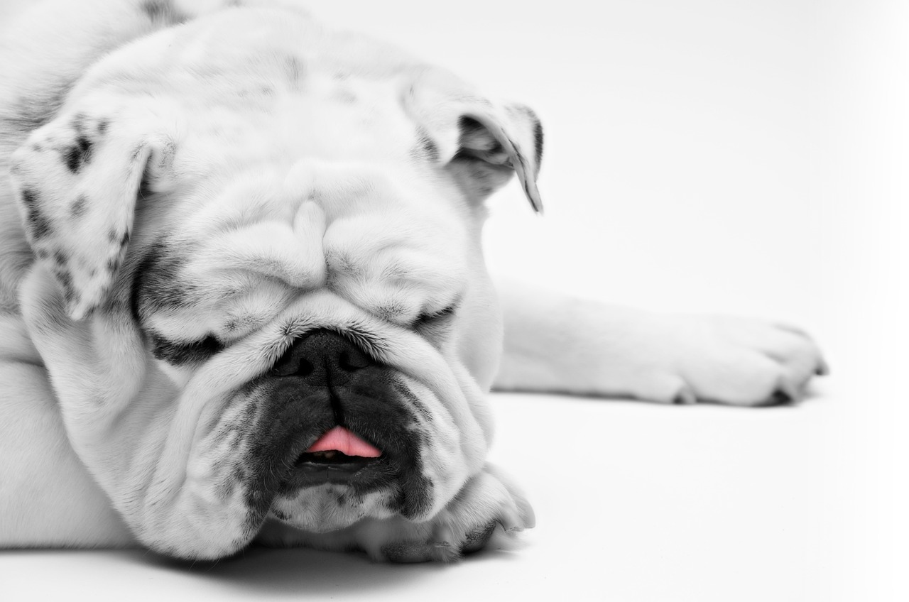 sleeping-bulldog