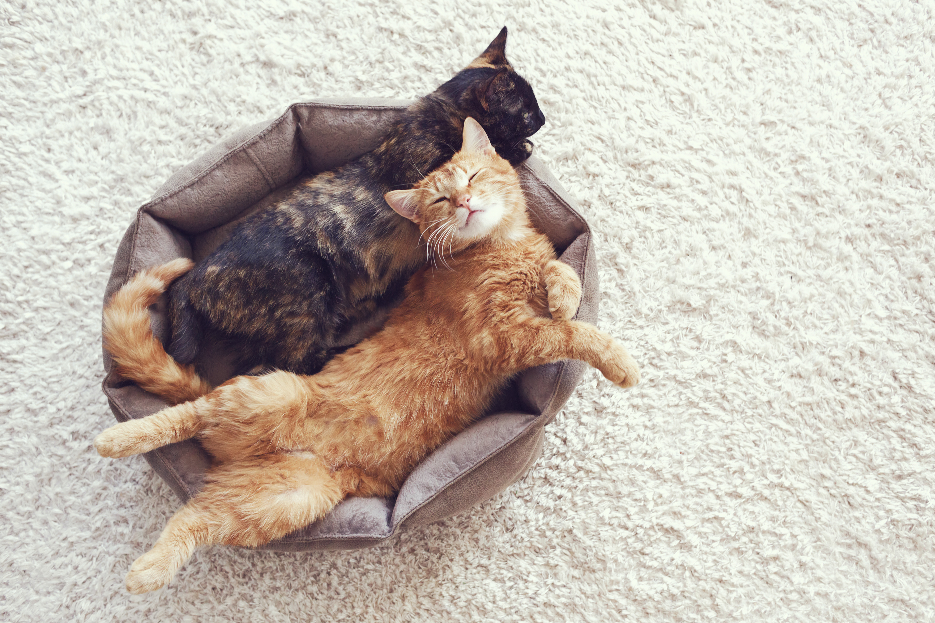 Introducing a New Cat to Your Household: Tips for Successful Integration