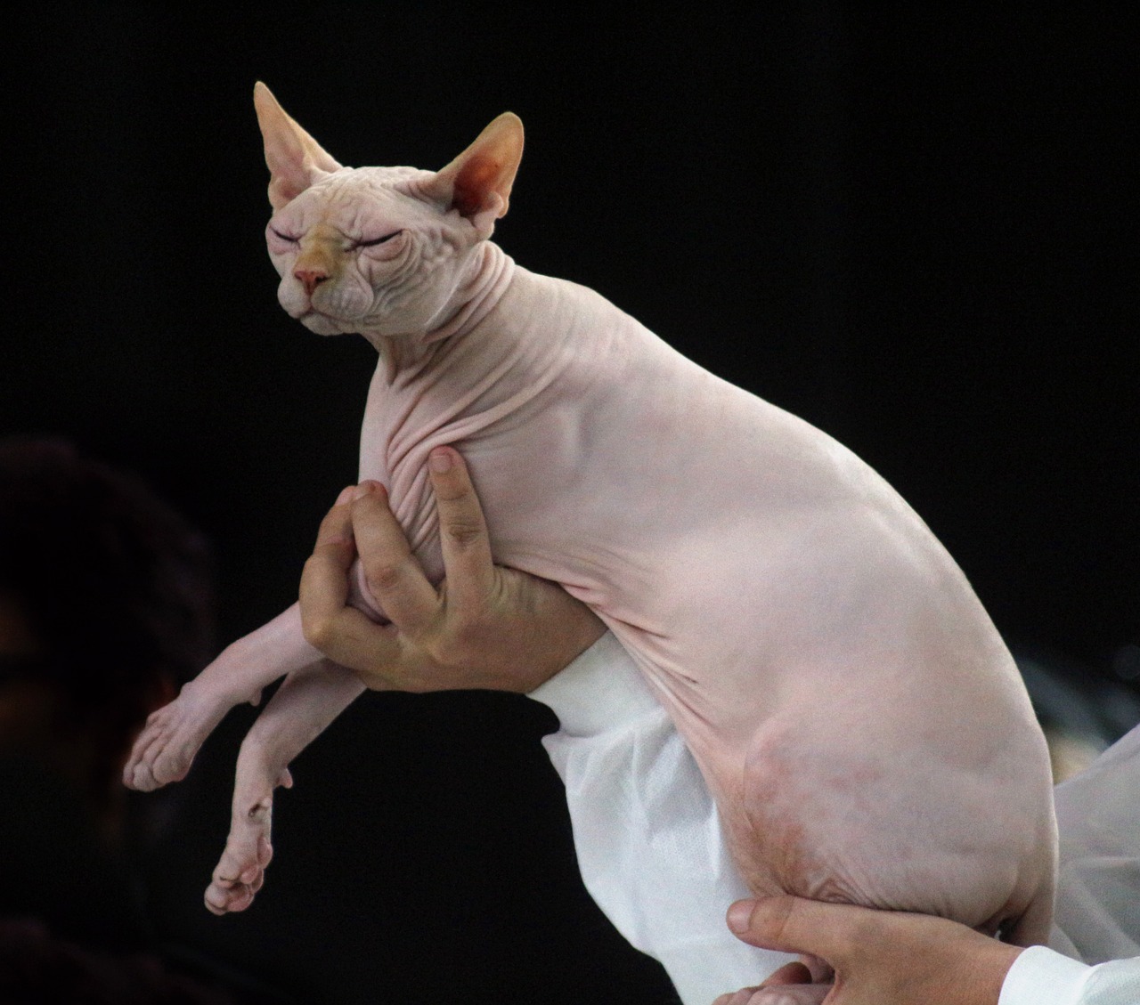 sphynx-cat