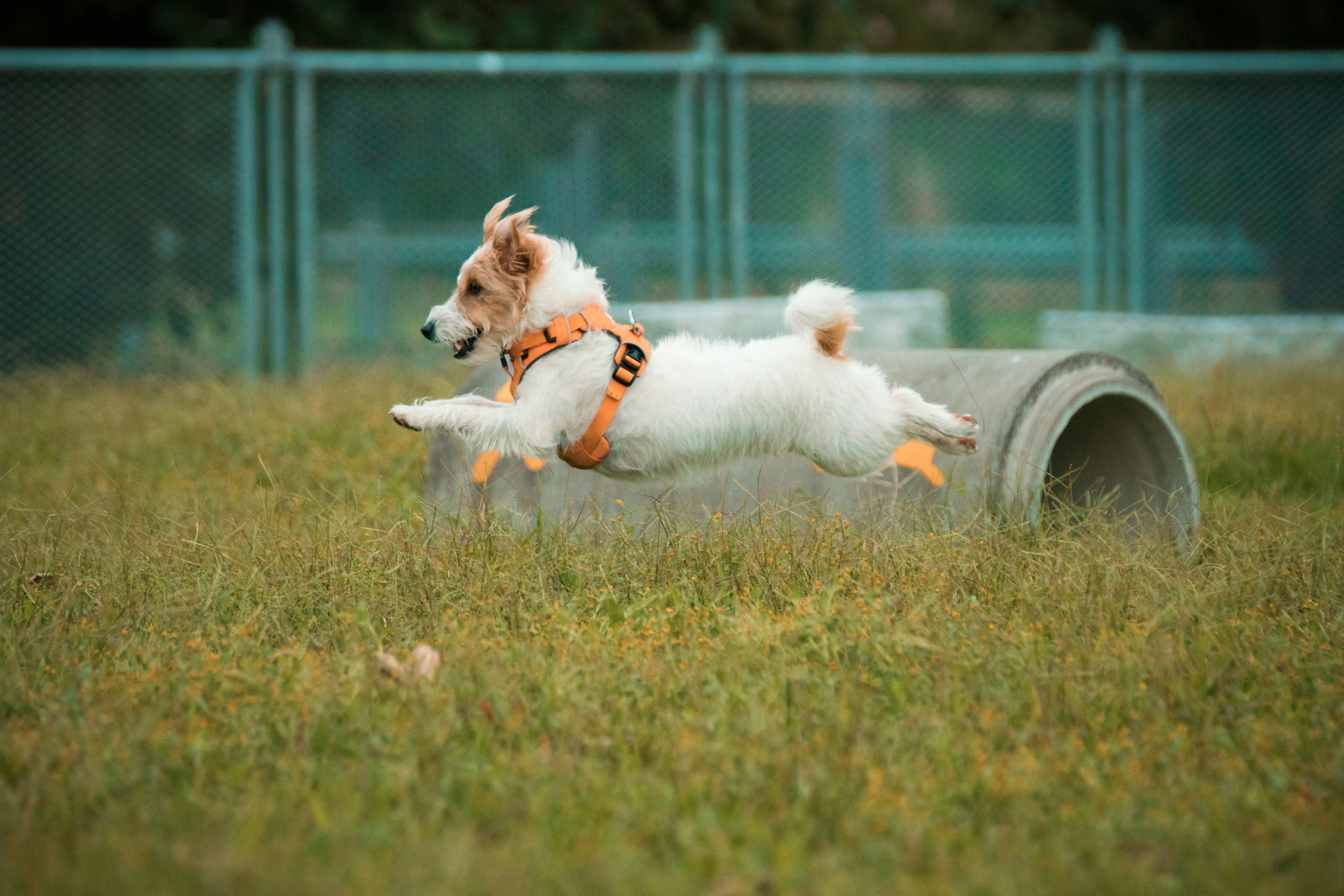 jack-russell-terrier-running