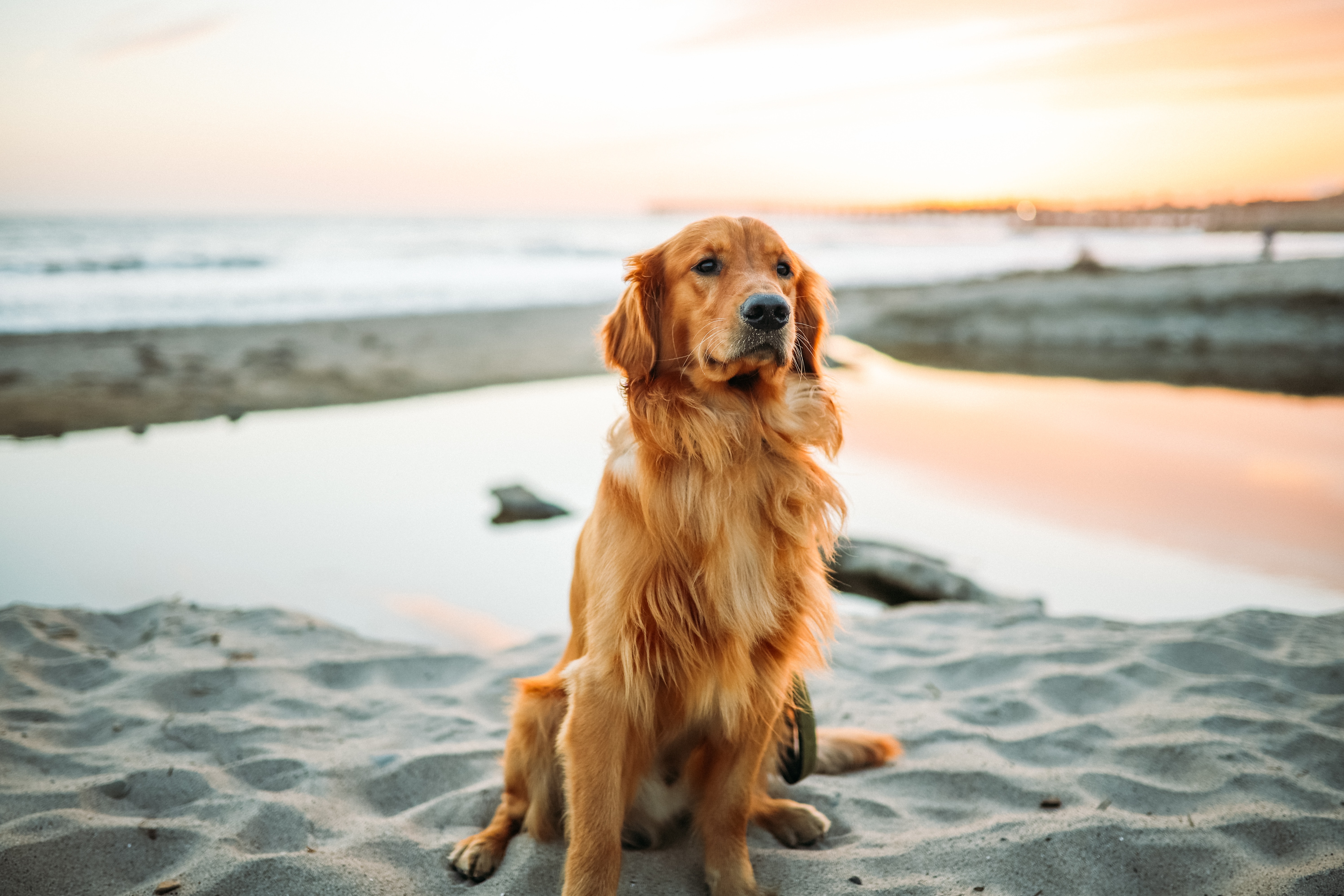 Pet Insurance for Golden Retrievers