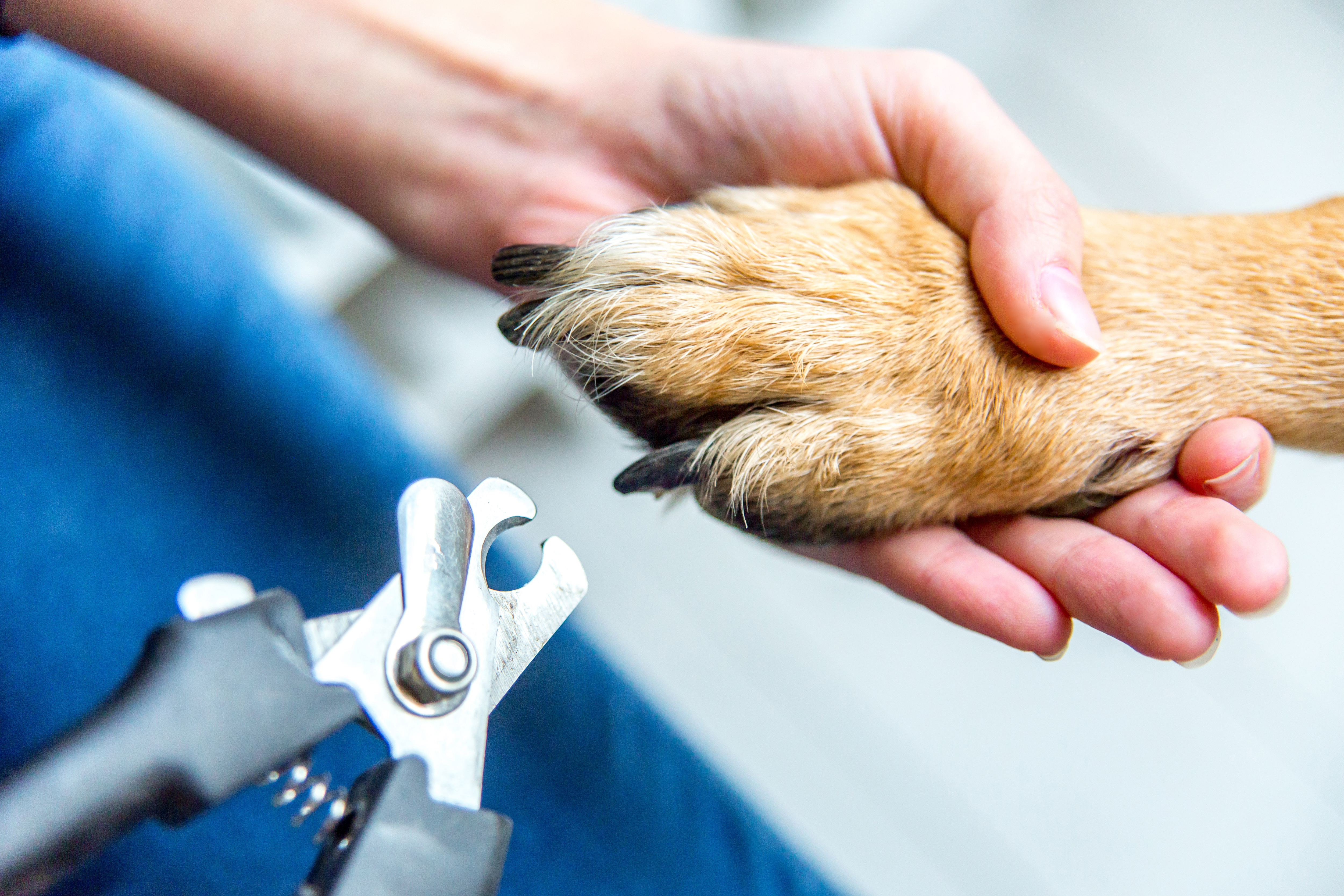 nail-clipping