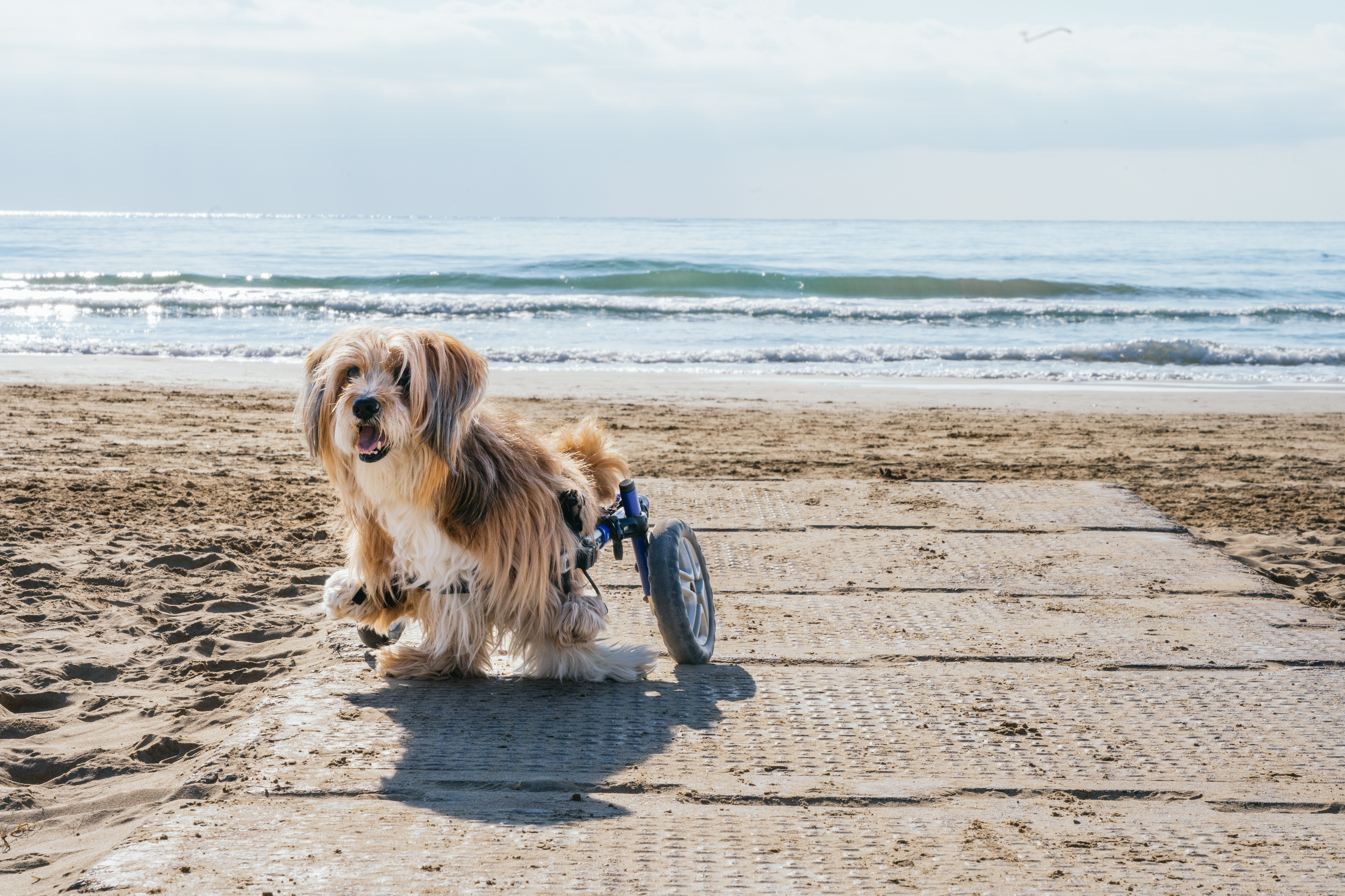 A Guide to Caring for Special Needs Dogs