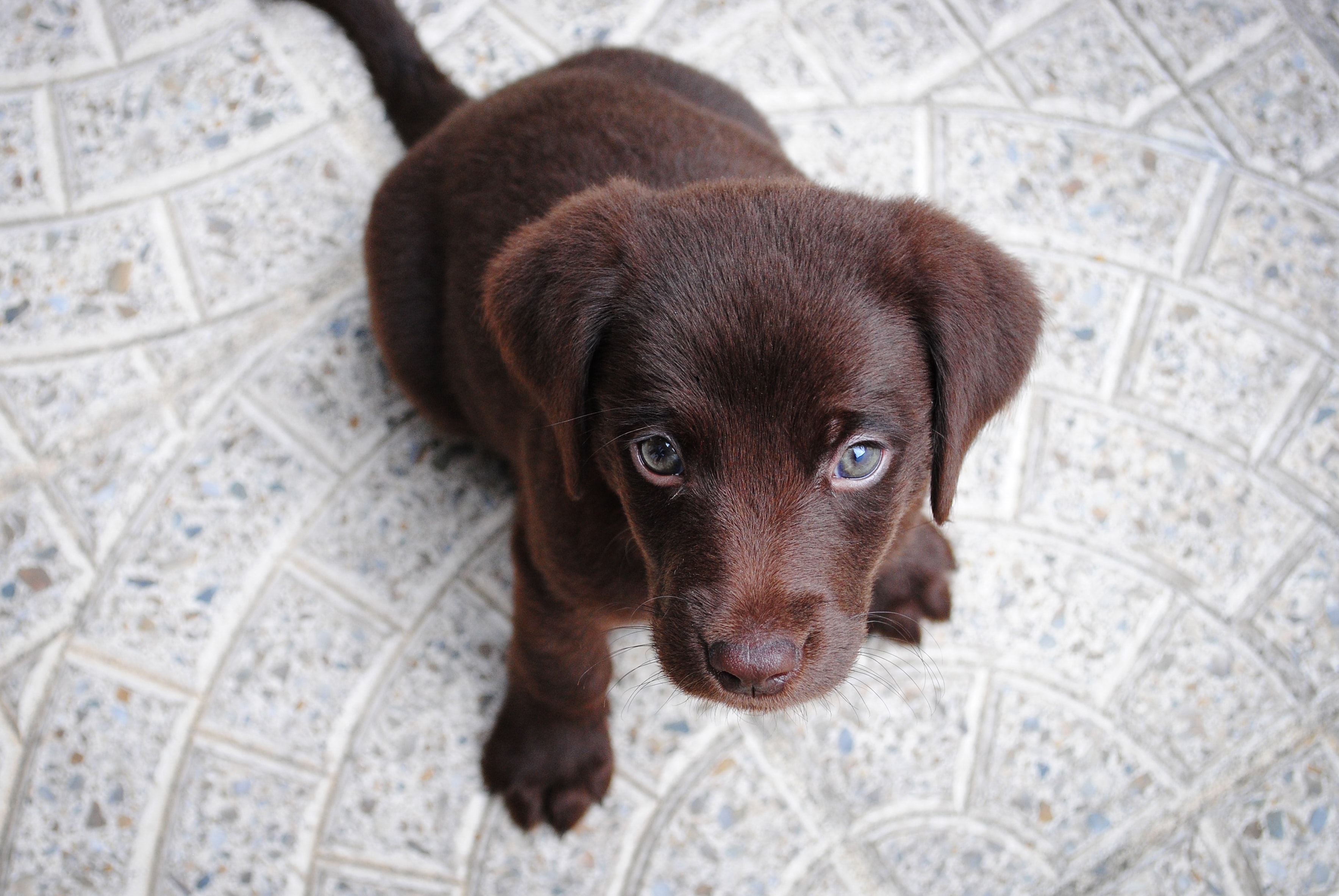 chocolate-lab-puppy