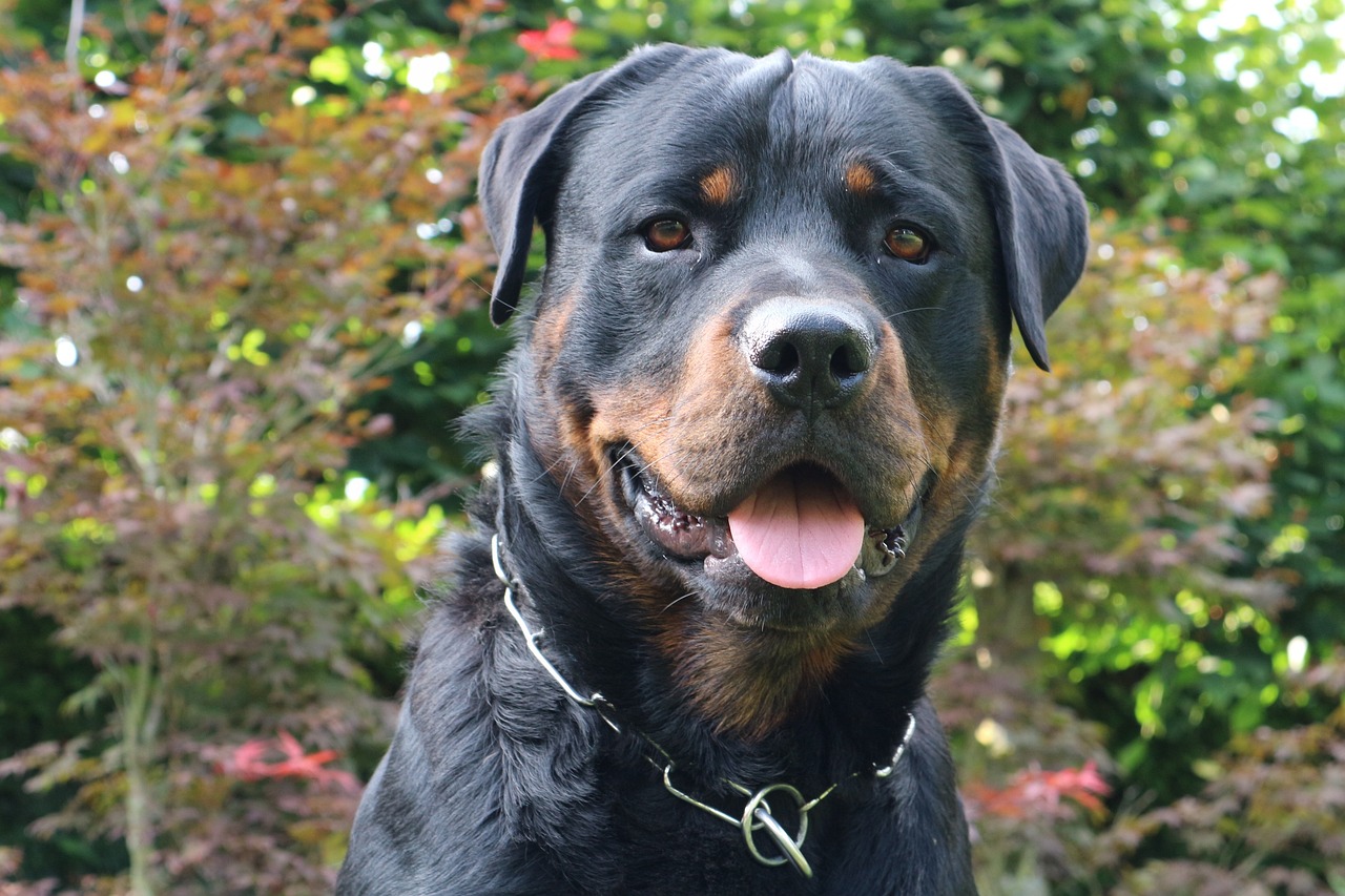 Most Common Health Conditions For Rottweilers
