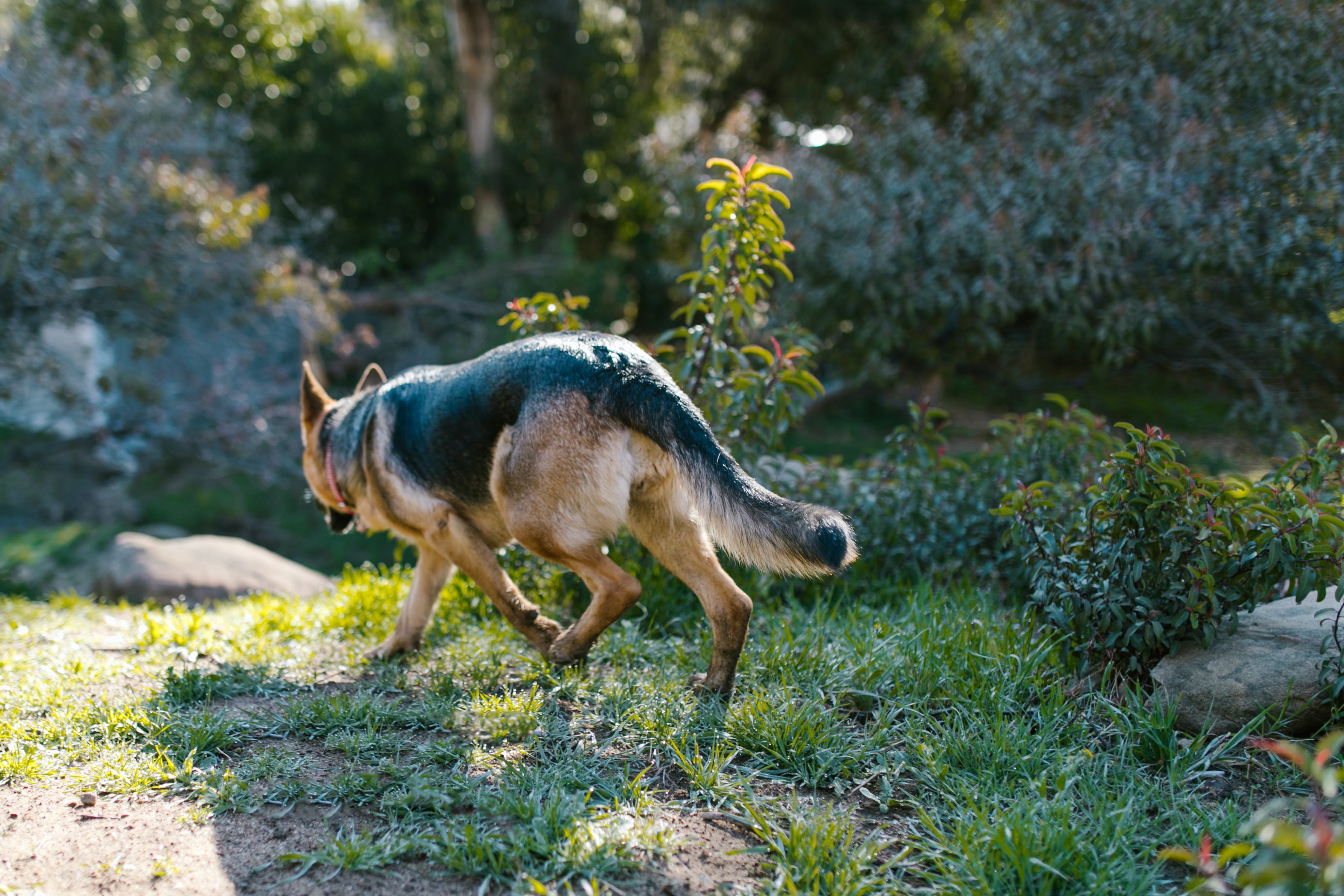 german-shepherd-exploring