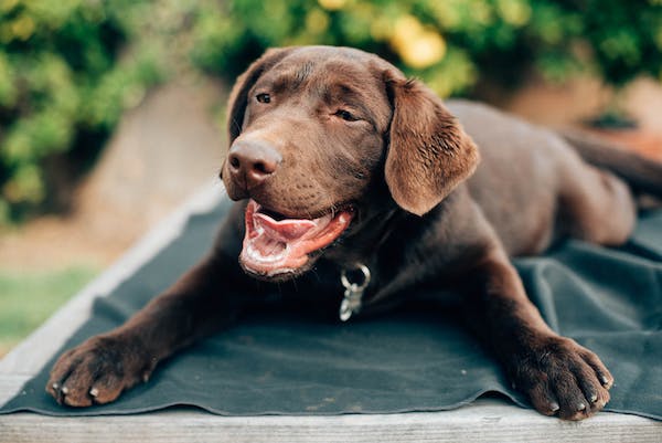 yawning-dog