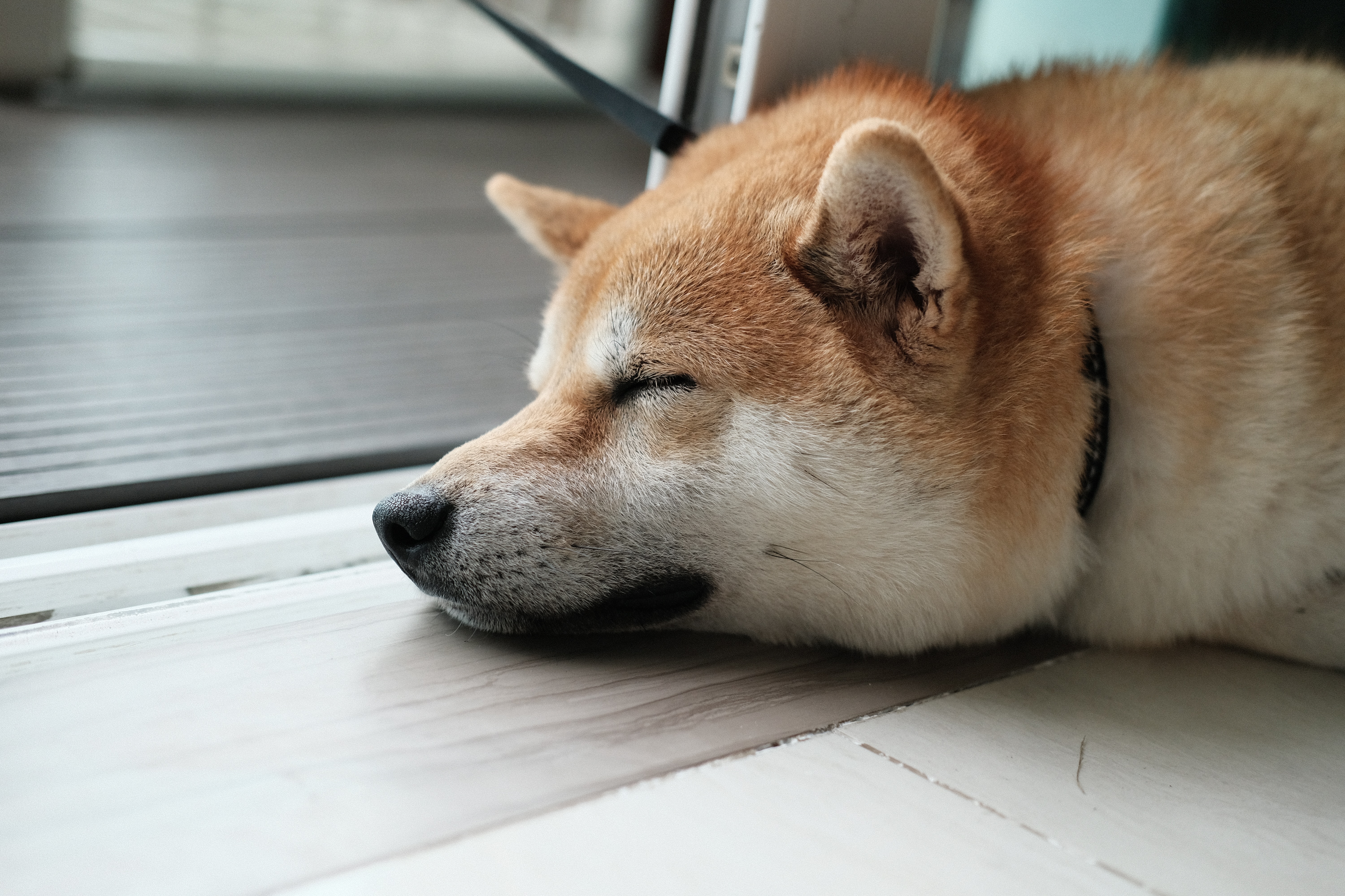 sleeping-shiba-inu