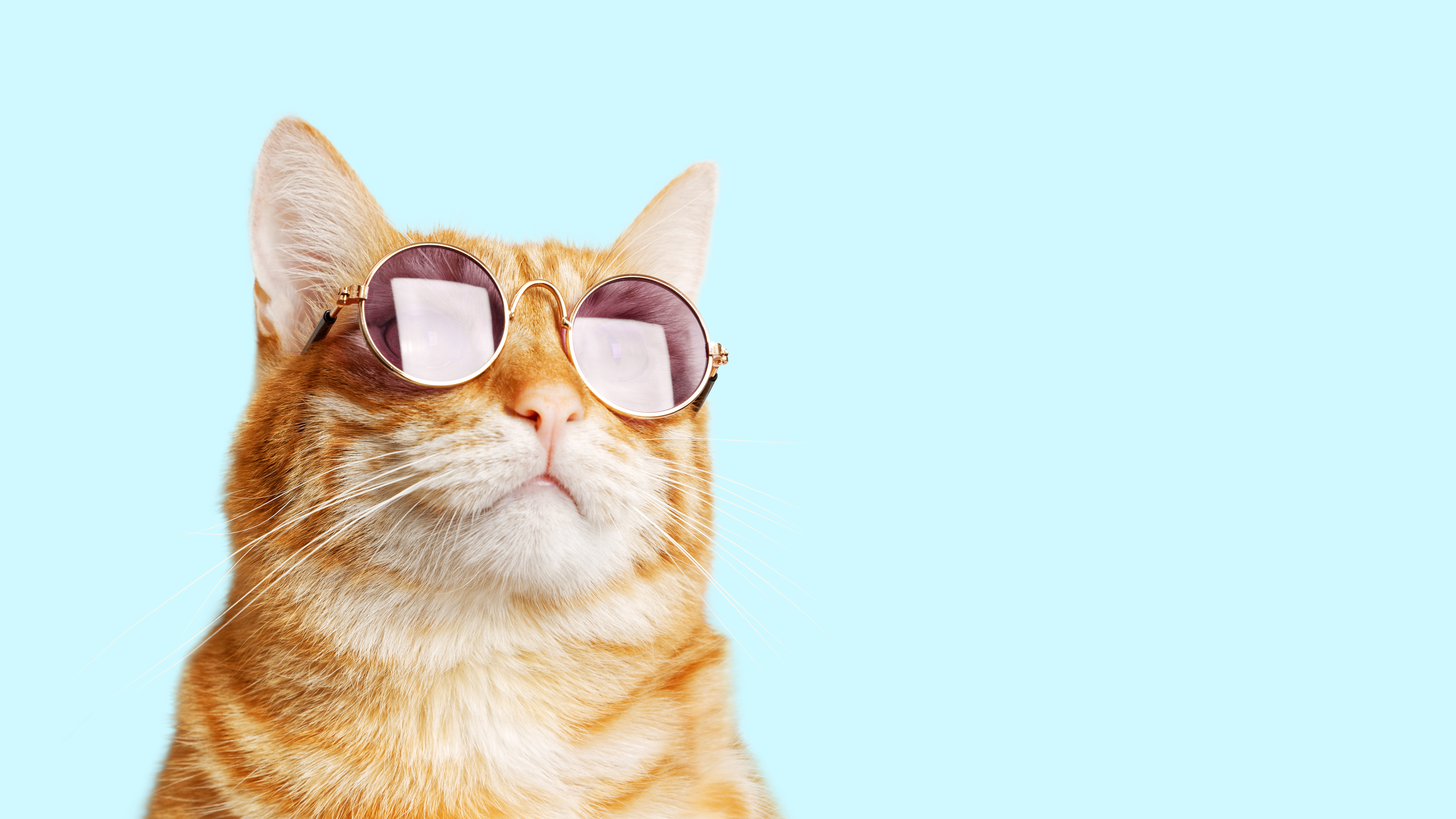 cat-in-sunglasses