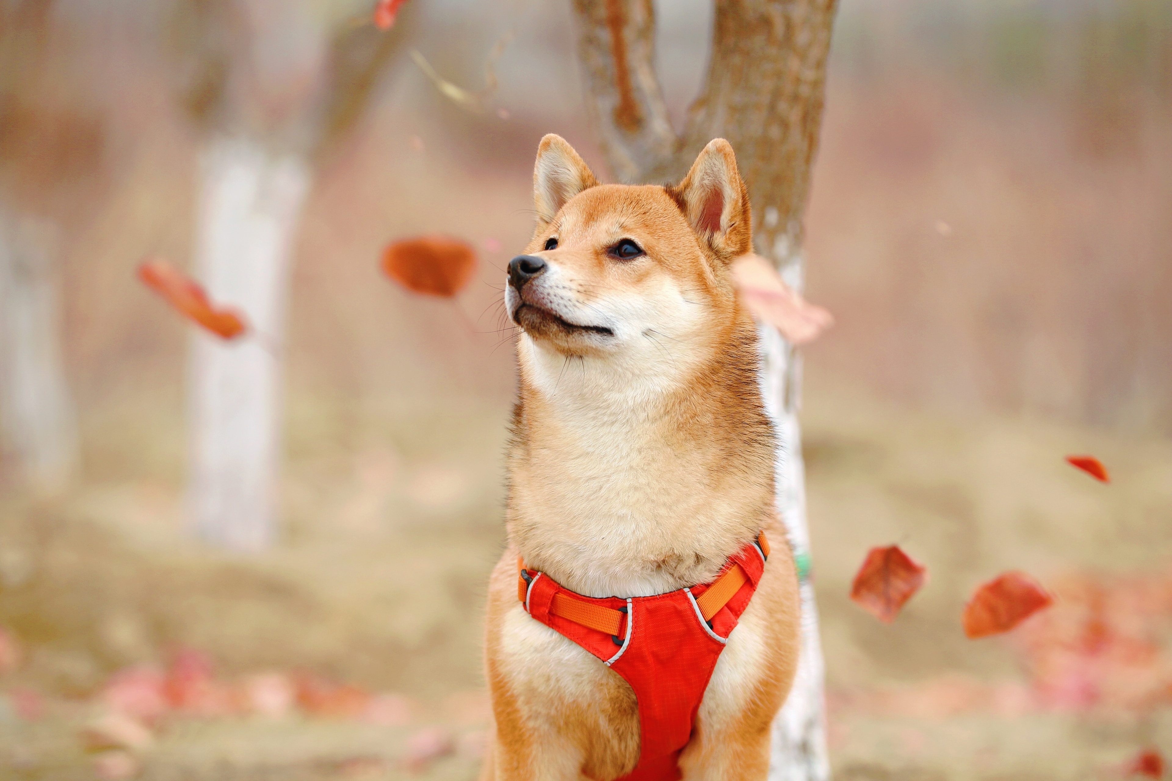 Understanding Your Shiba Inu's Growth: A Comprehensive Weight and Growth Chart Guide