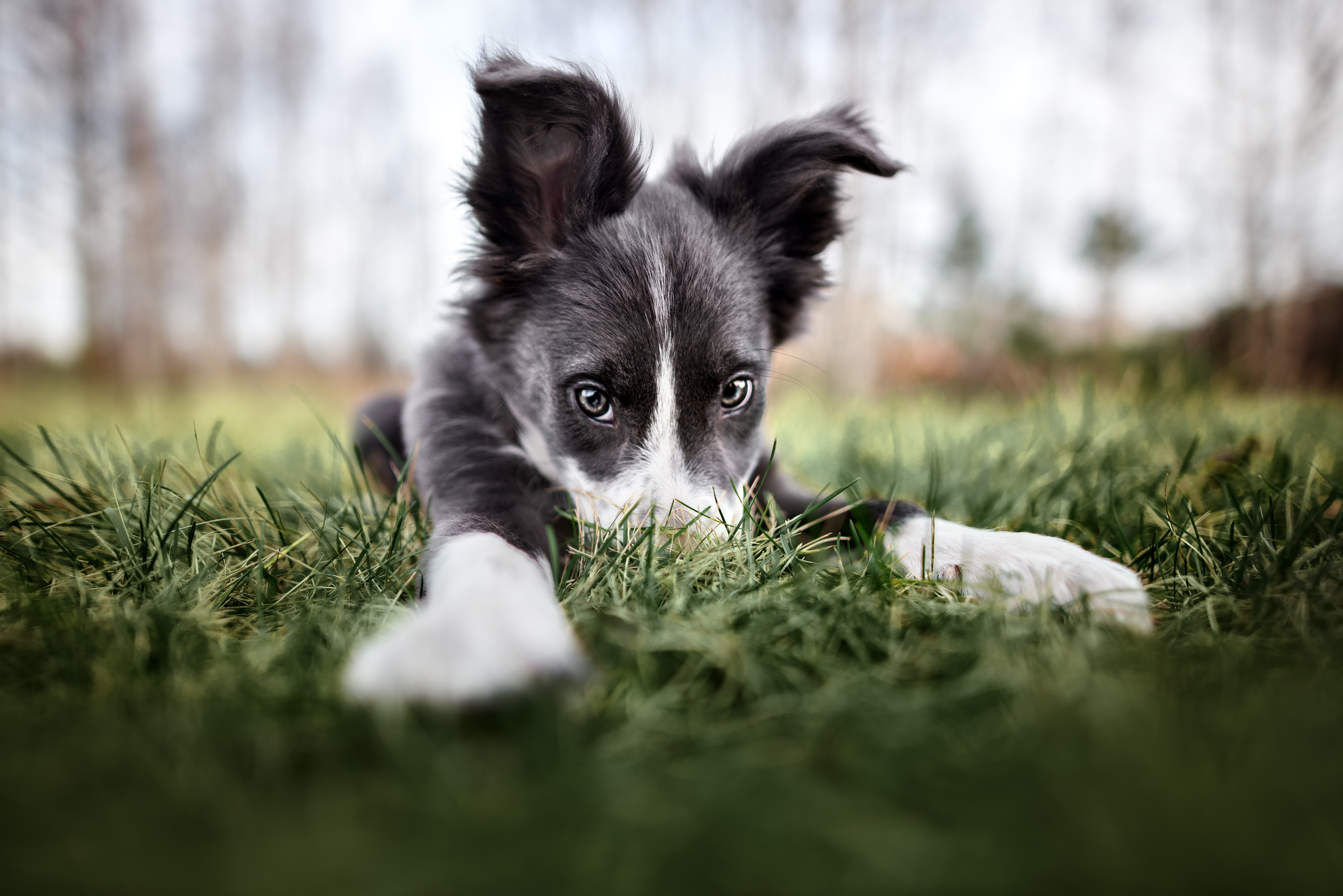 puppy-in-grass