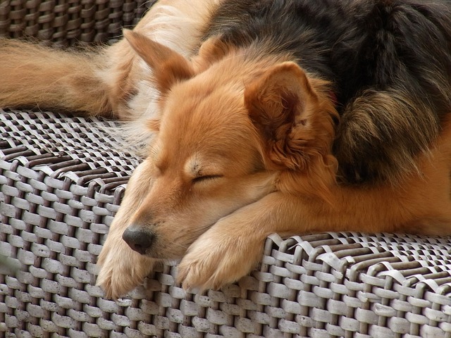 sleeping-dog