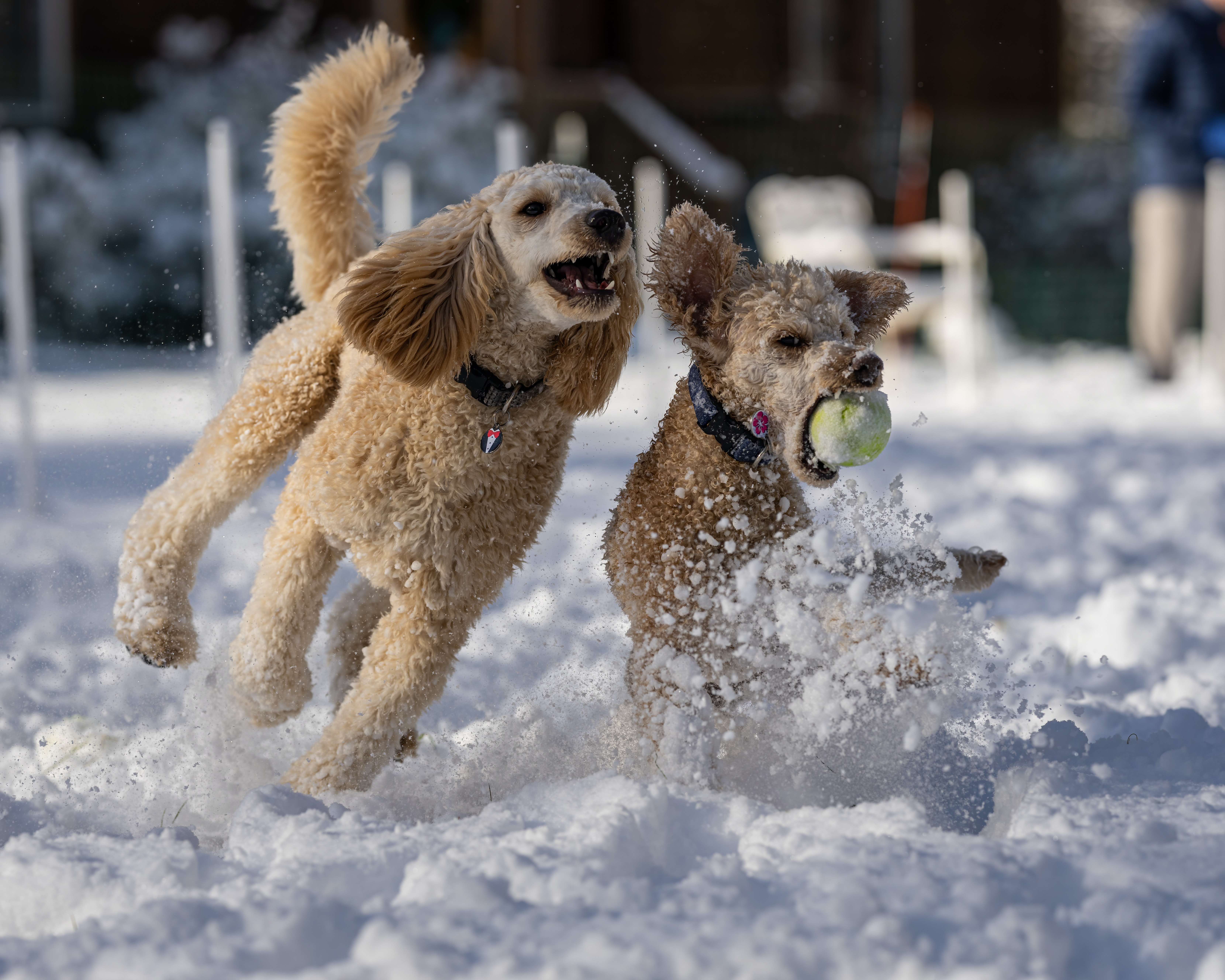 poodles-snow