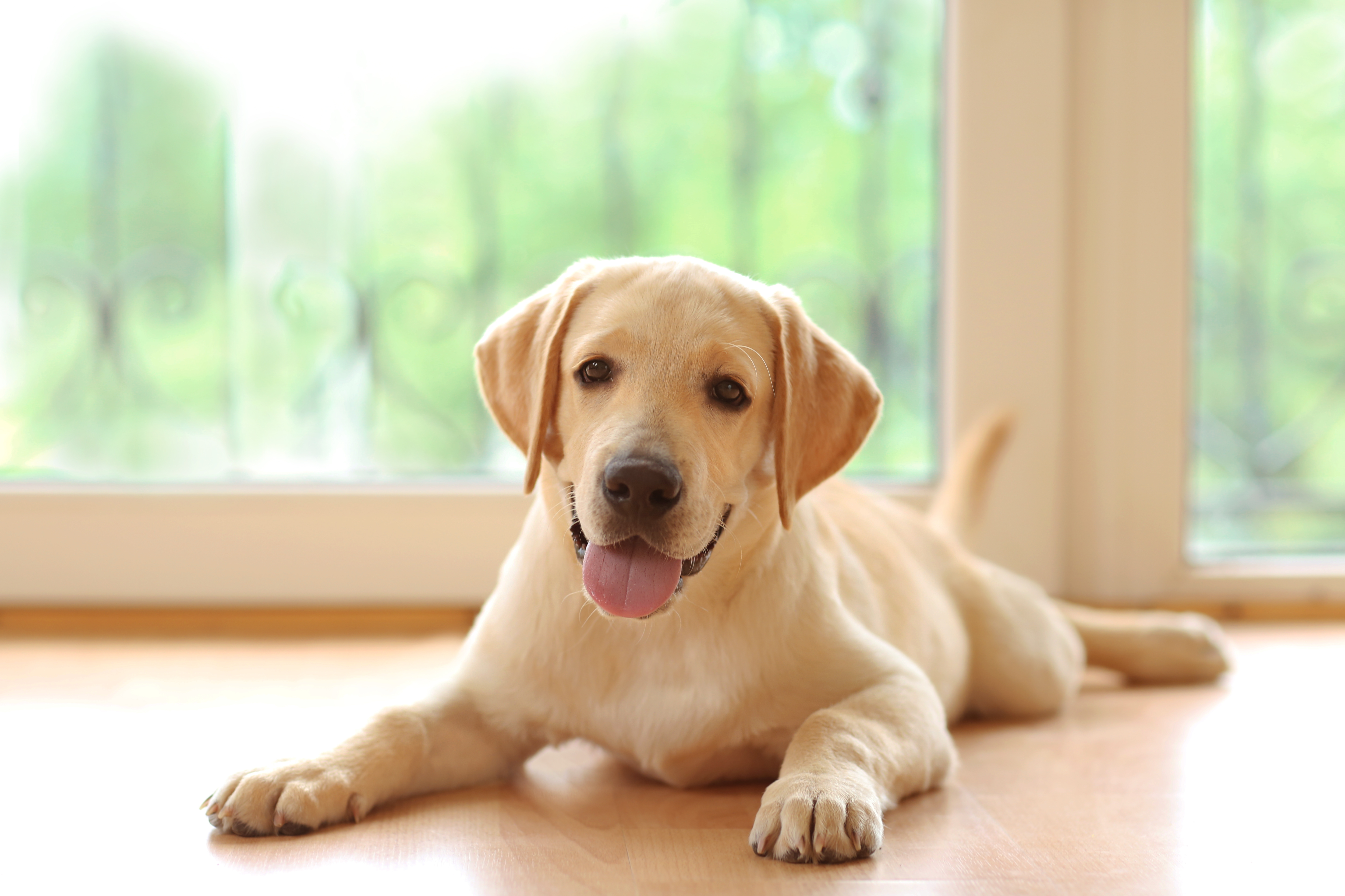 puppy-in-room