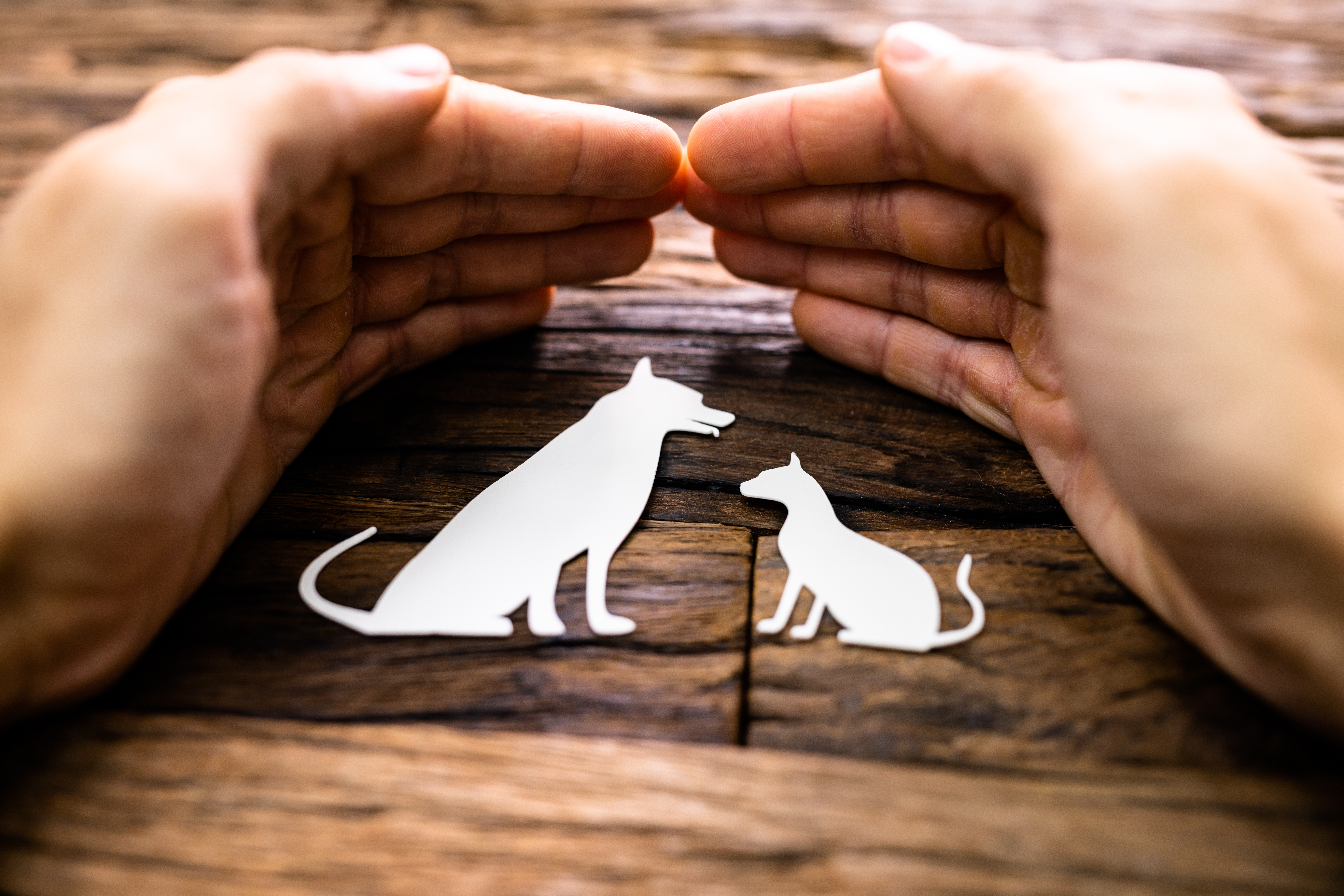 Pet Insurance vs. Pet Savings Accounts: Which Is Right for You?