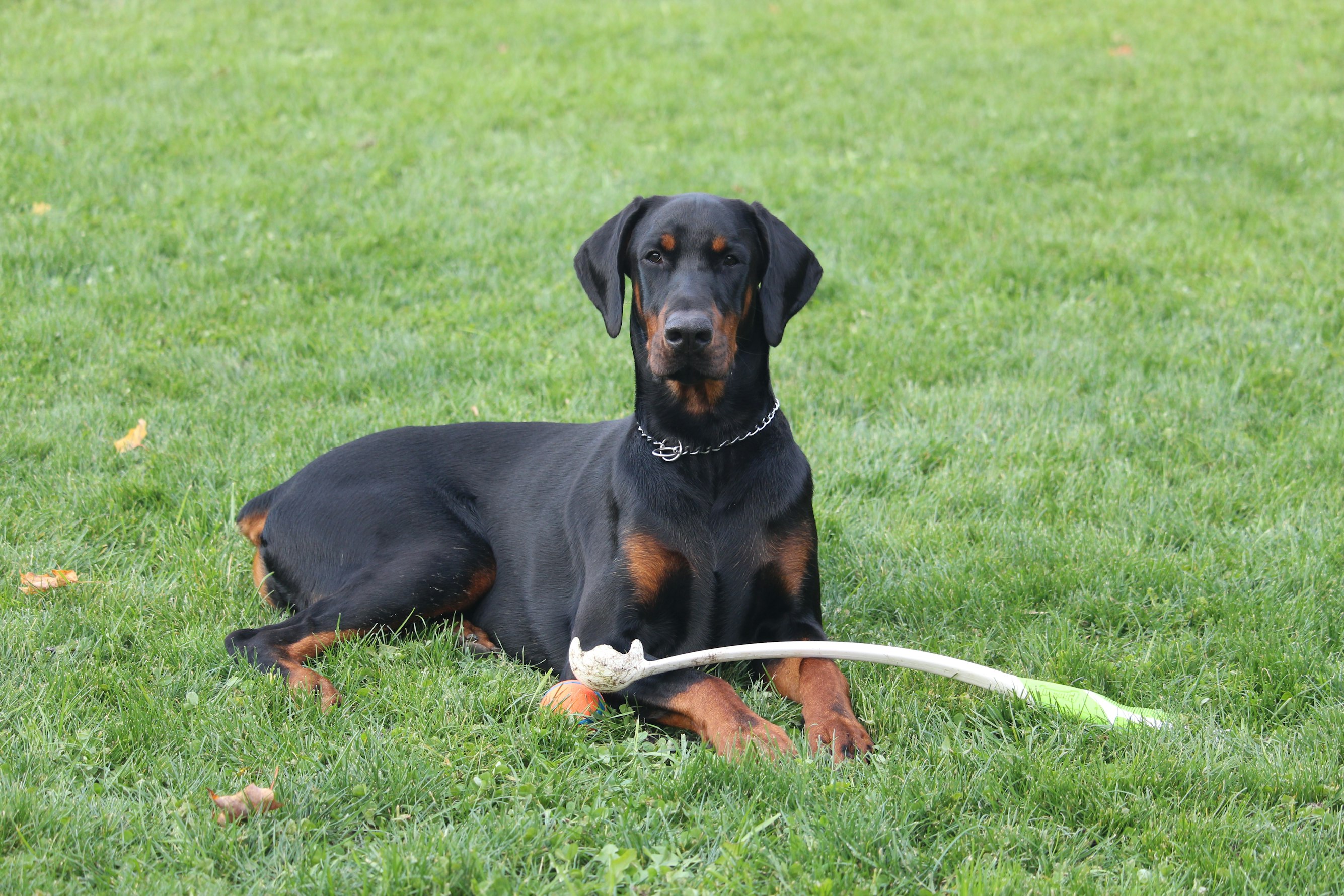 Breed-Specific Conditions and Pet Insurance for Dobermans