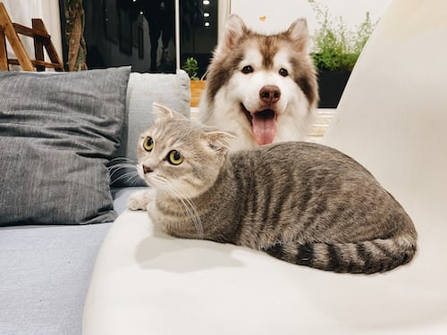 cat-dog-couch