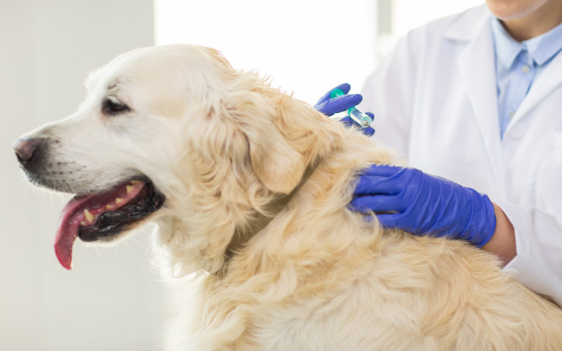 Necessary Vaccinations for Your Dog