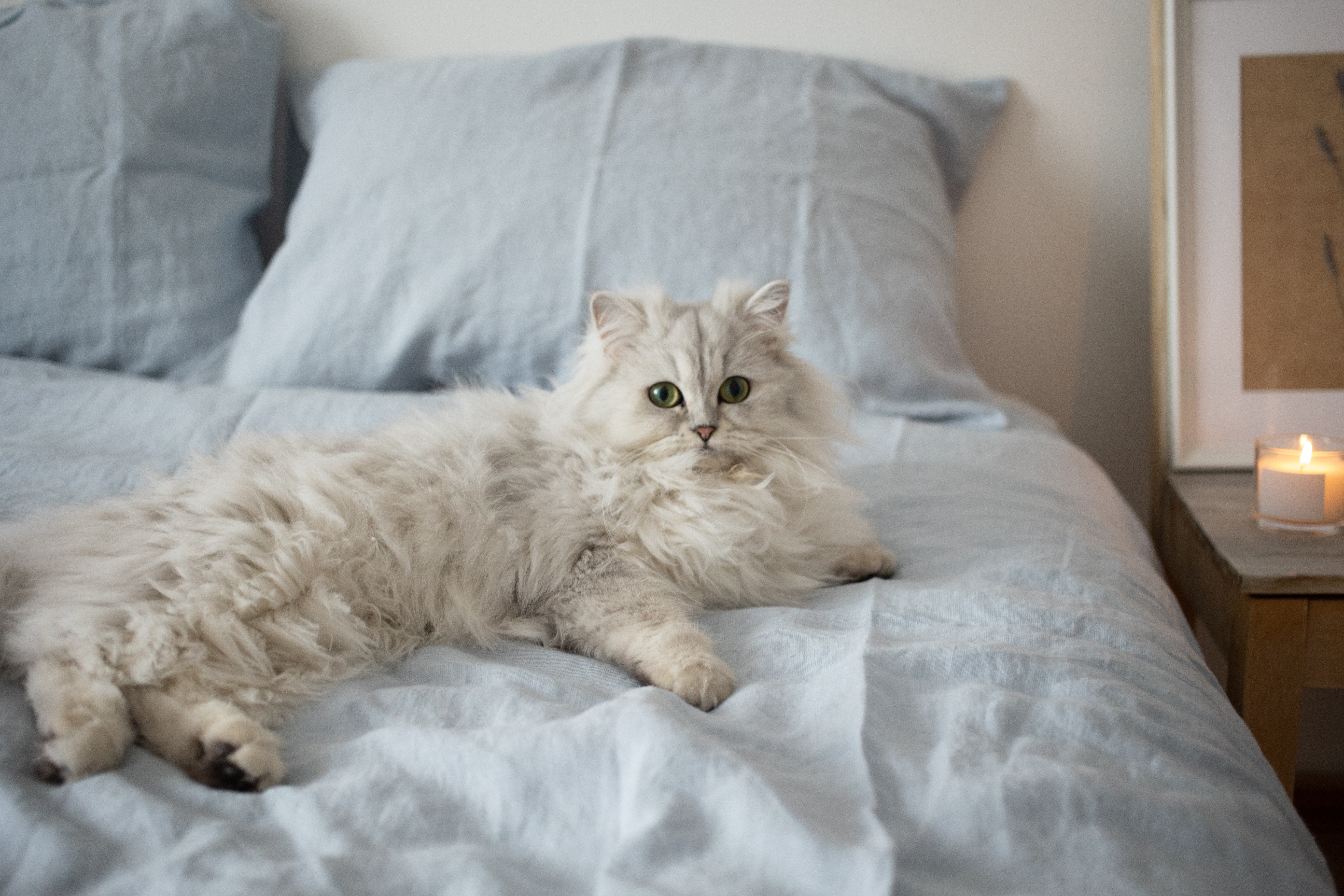 Most Common Health Conditions For Persian Cats
