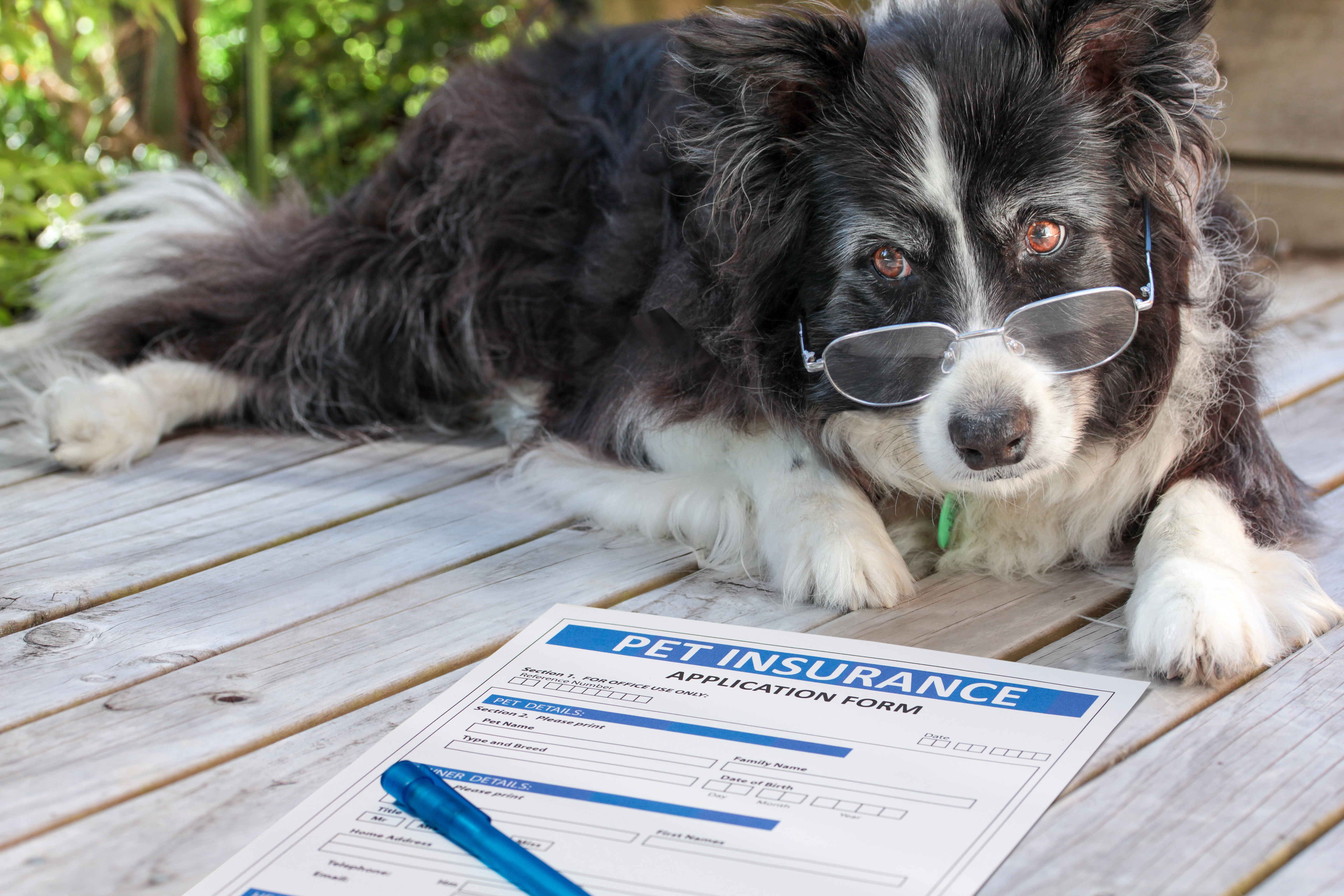 dog-paperwork