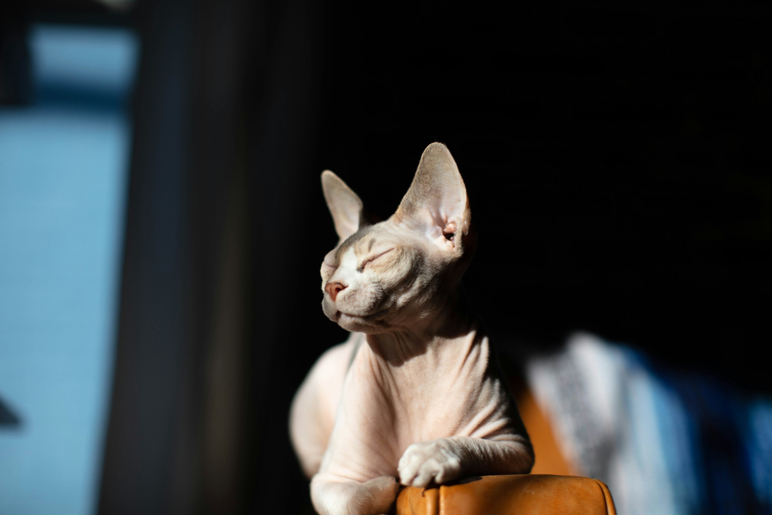 hairless-cat-sunbathing