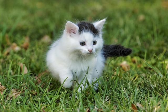 white-kitten-grass
