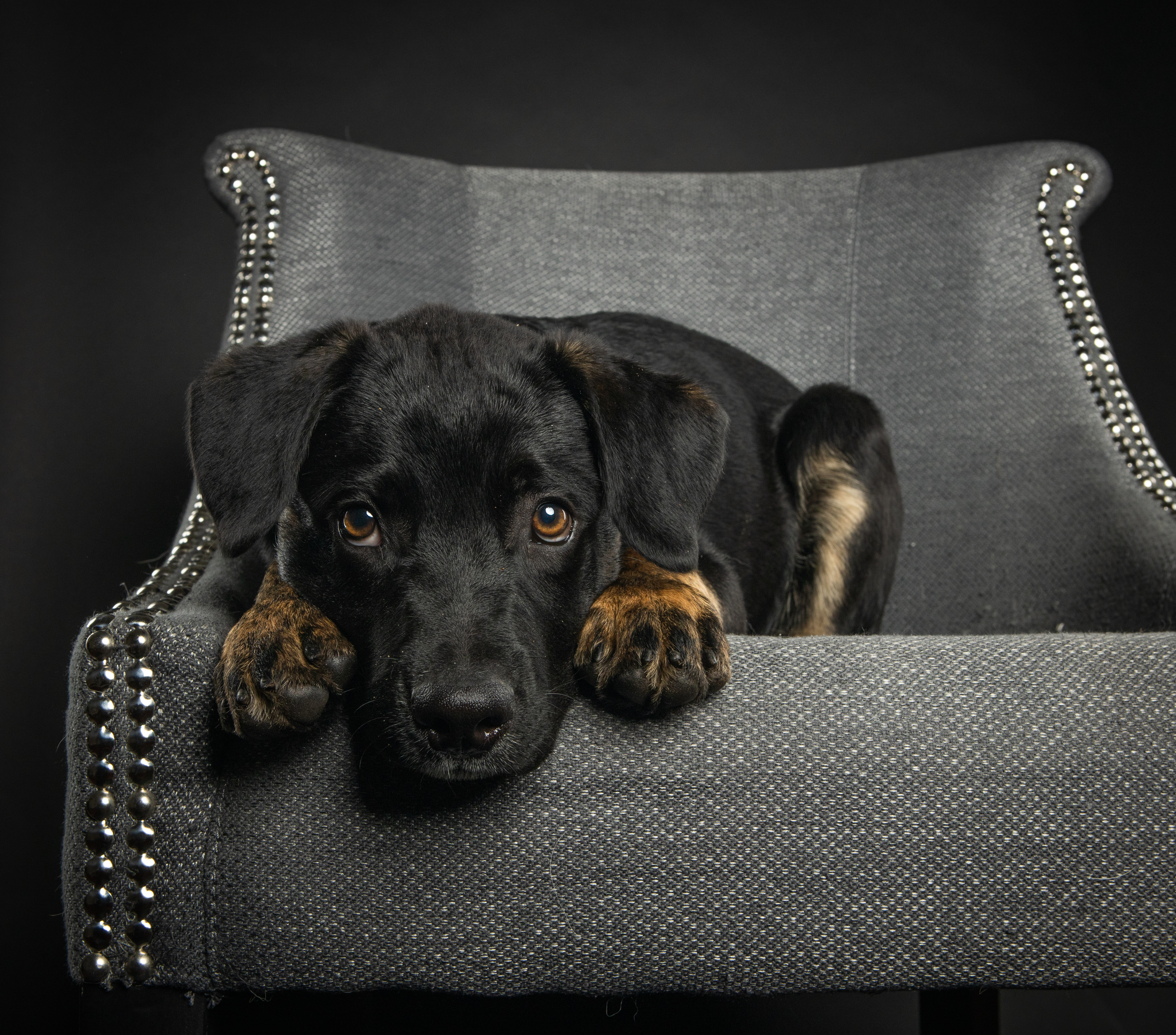 dog-in-chair