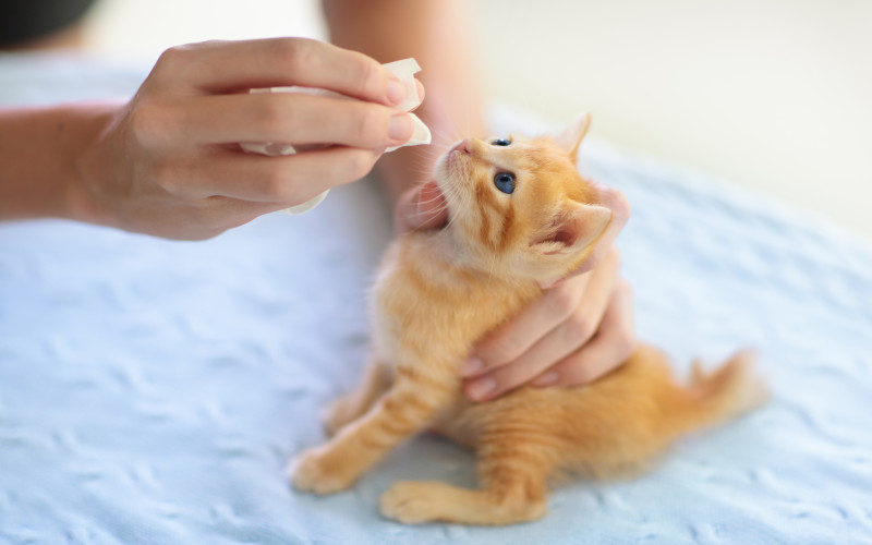 Necessary Vaccinations for Your Cat