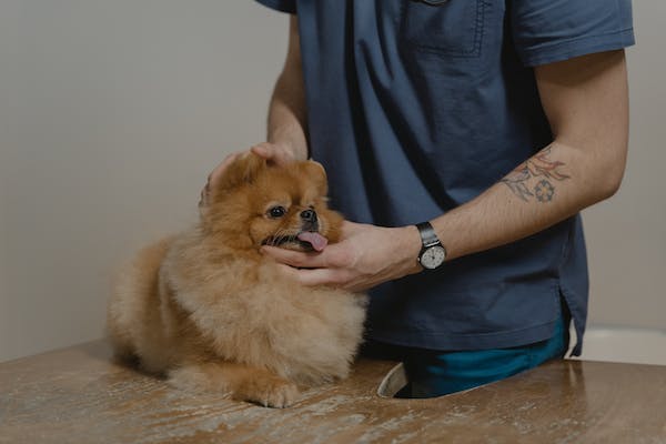 small-dog-vet