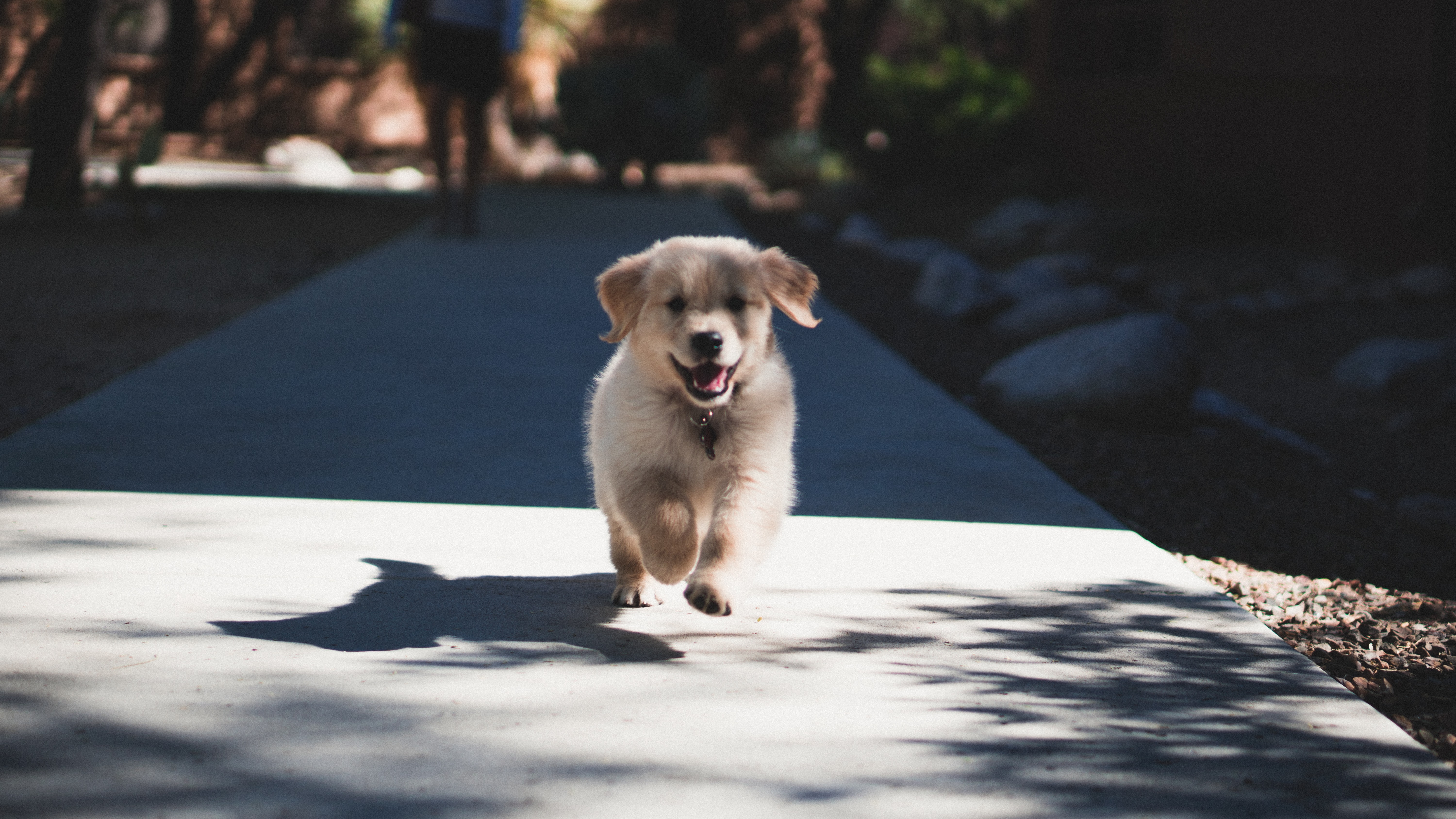 puppy-running