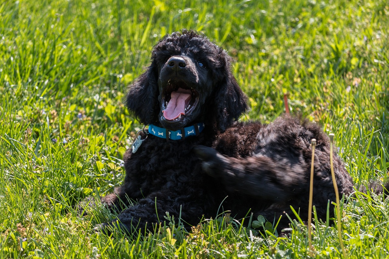 poodle-smiling