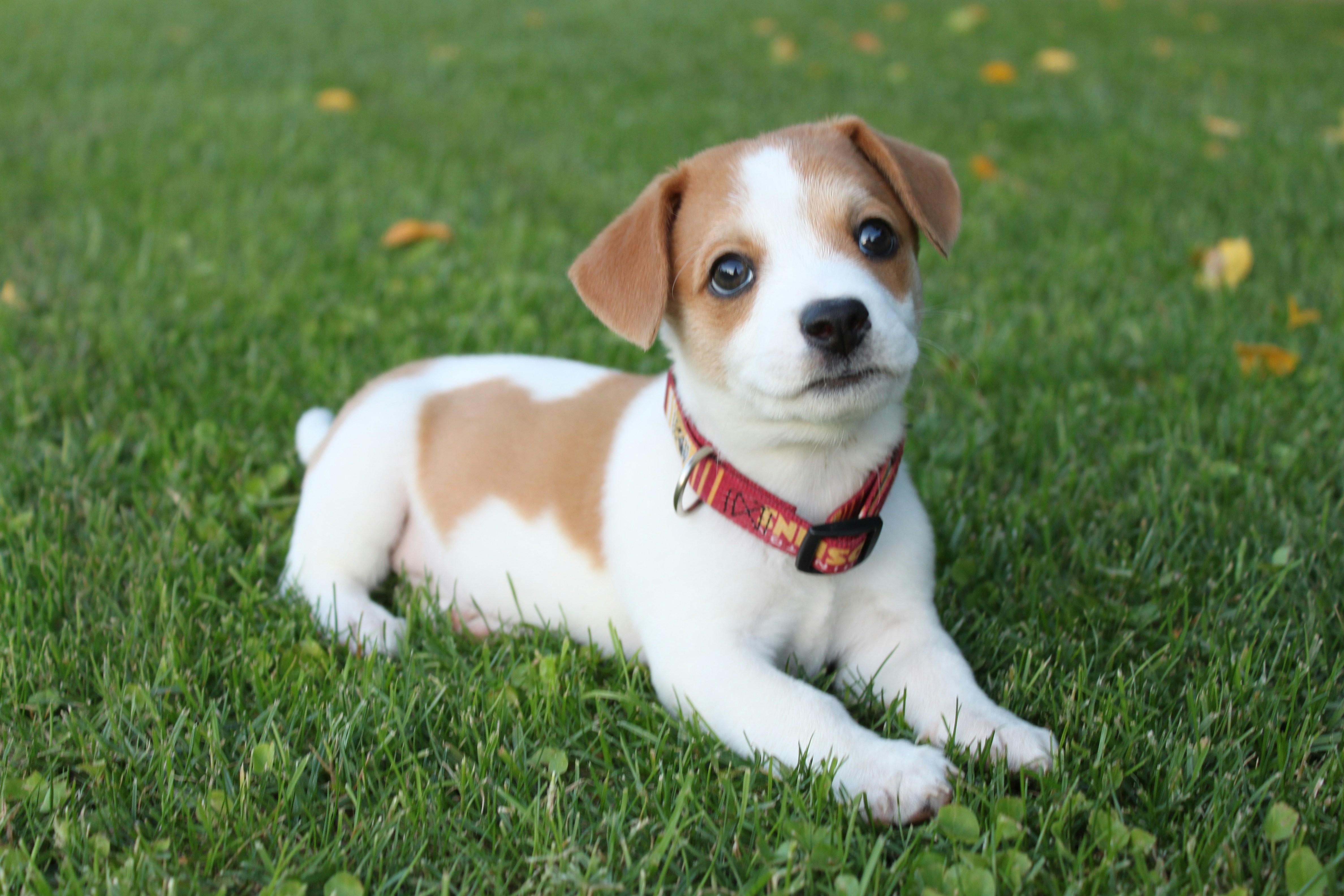 jack-russell-terrier-puppy
