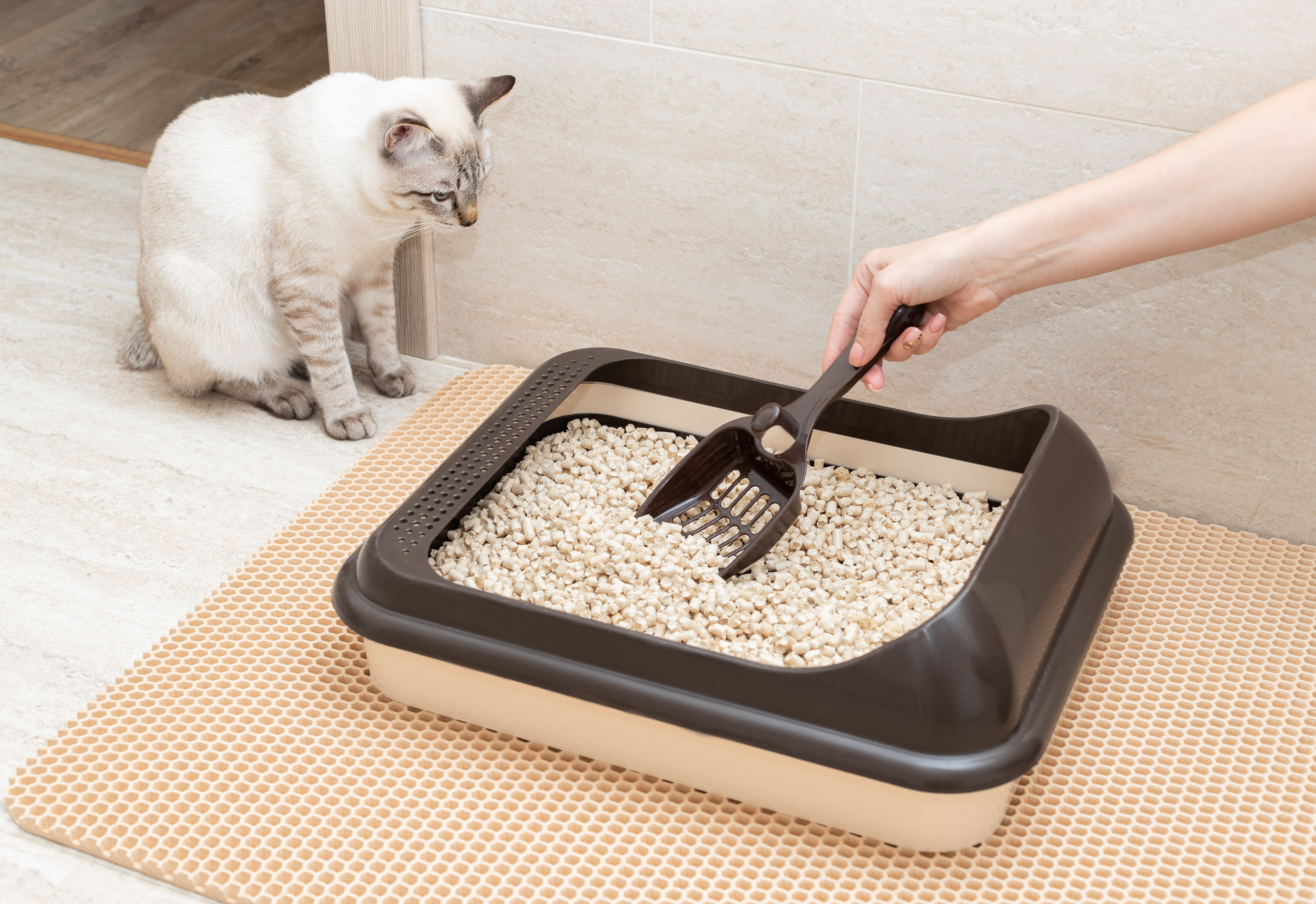 cleaning-litter-box