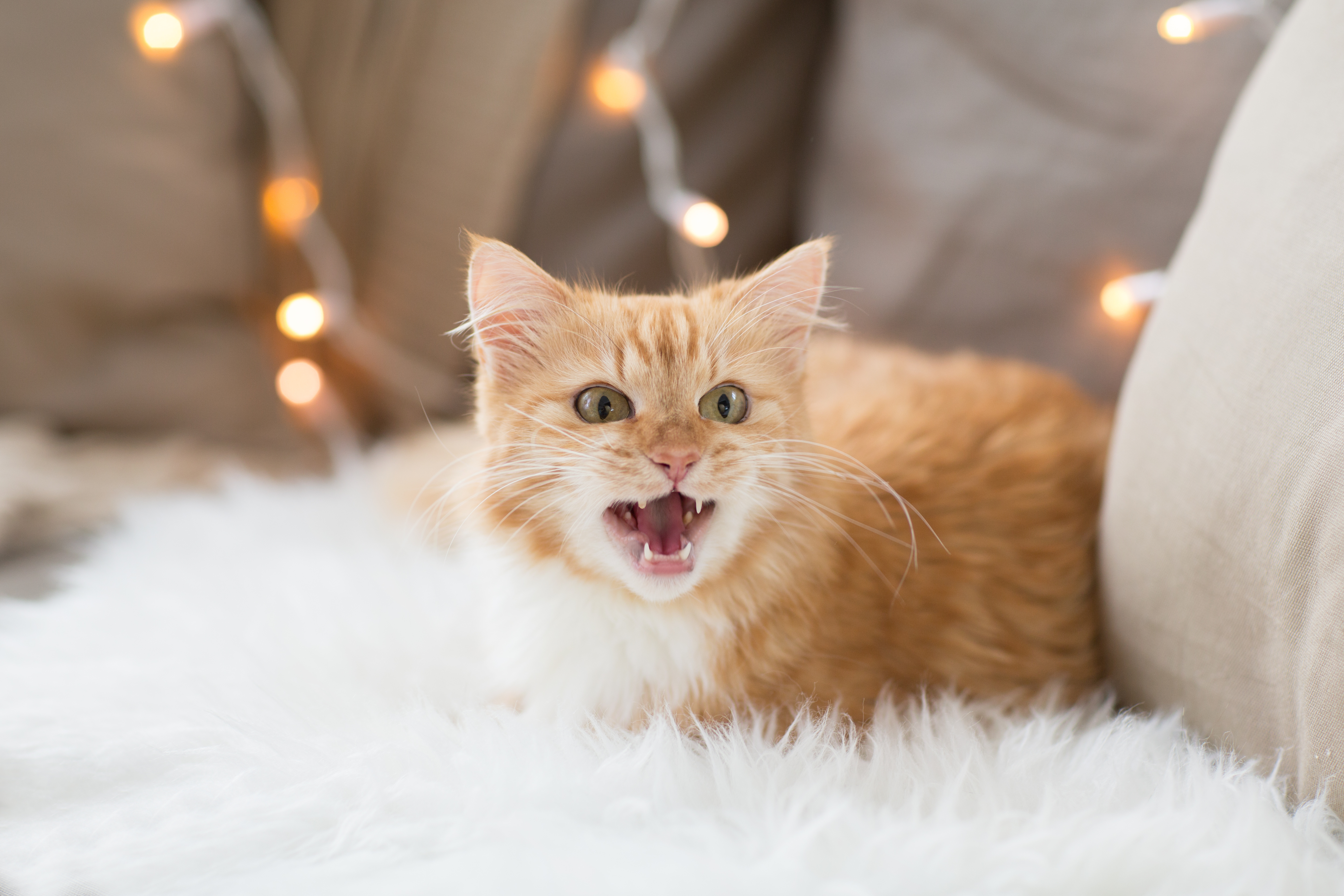 meowing-orange-cat