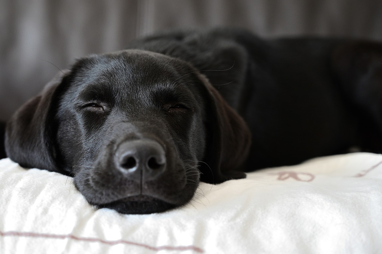 labrador-retriever-nap