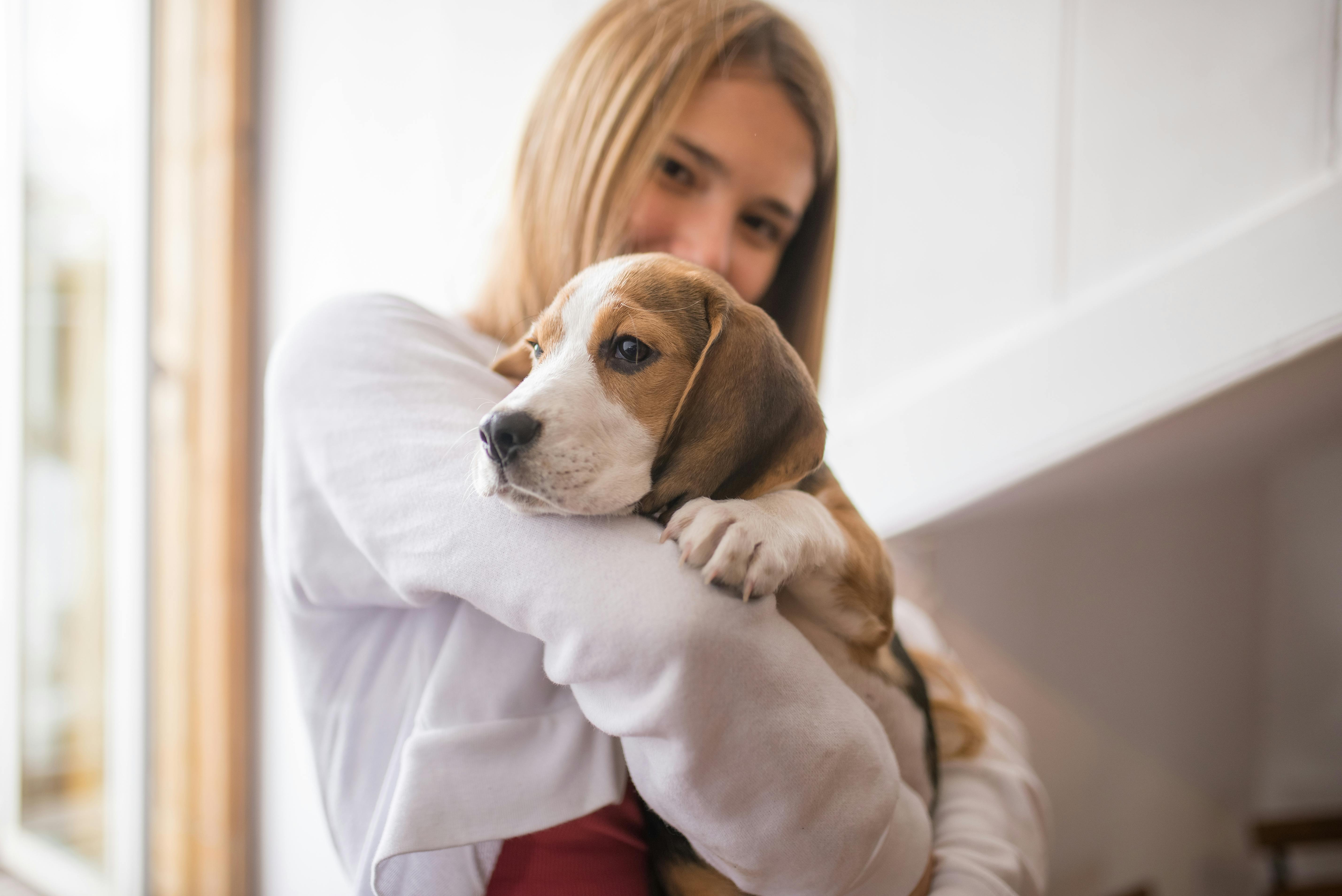 holding-beagle