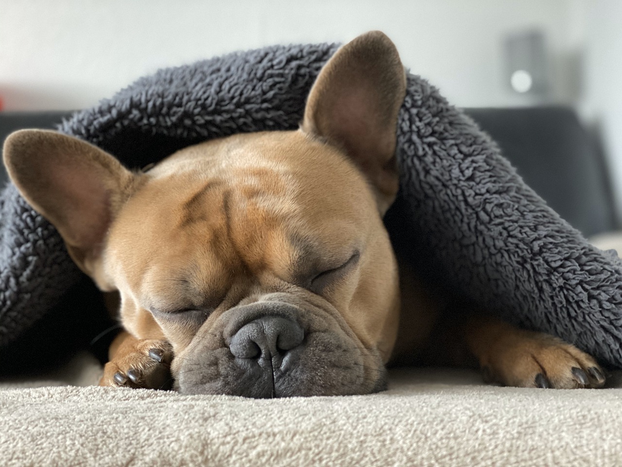 french-bulldog-sleeping