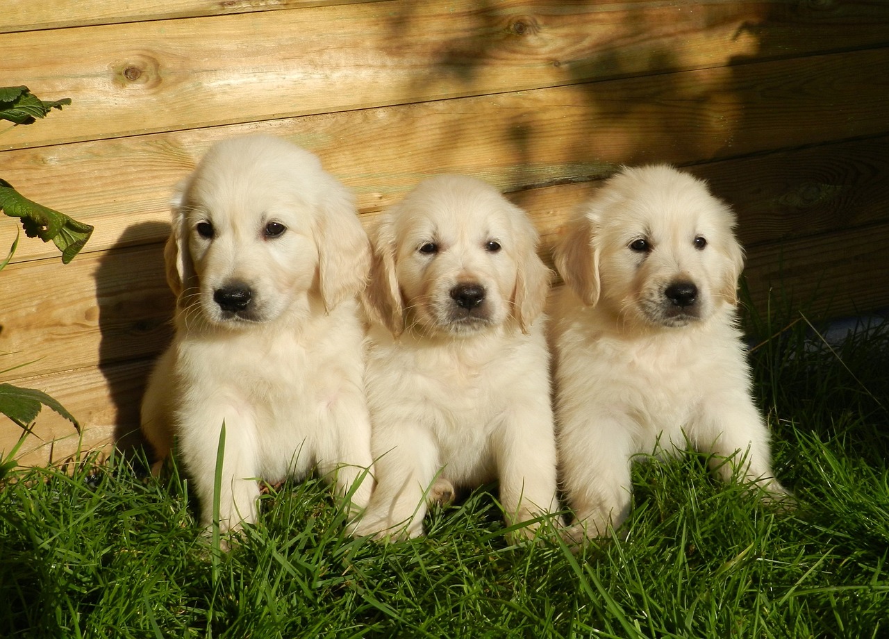 golden-retriever-puppies
