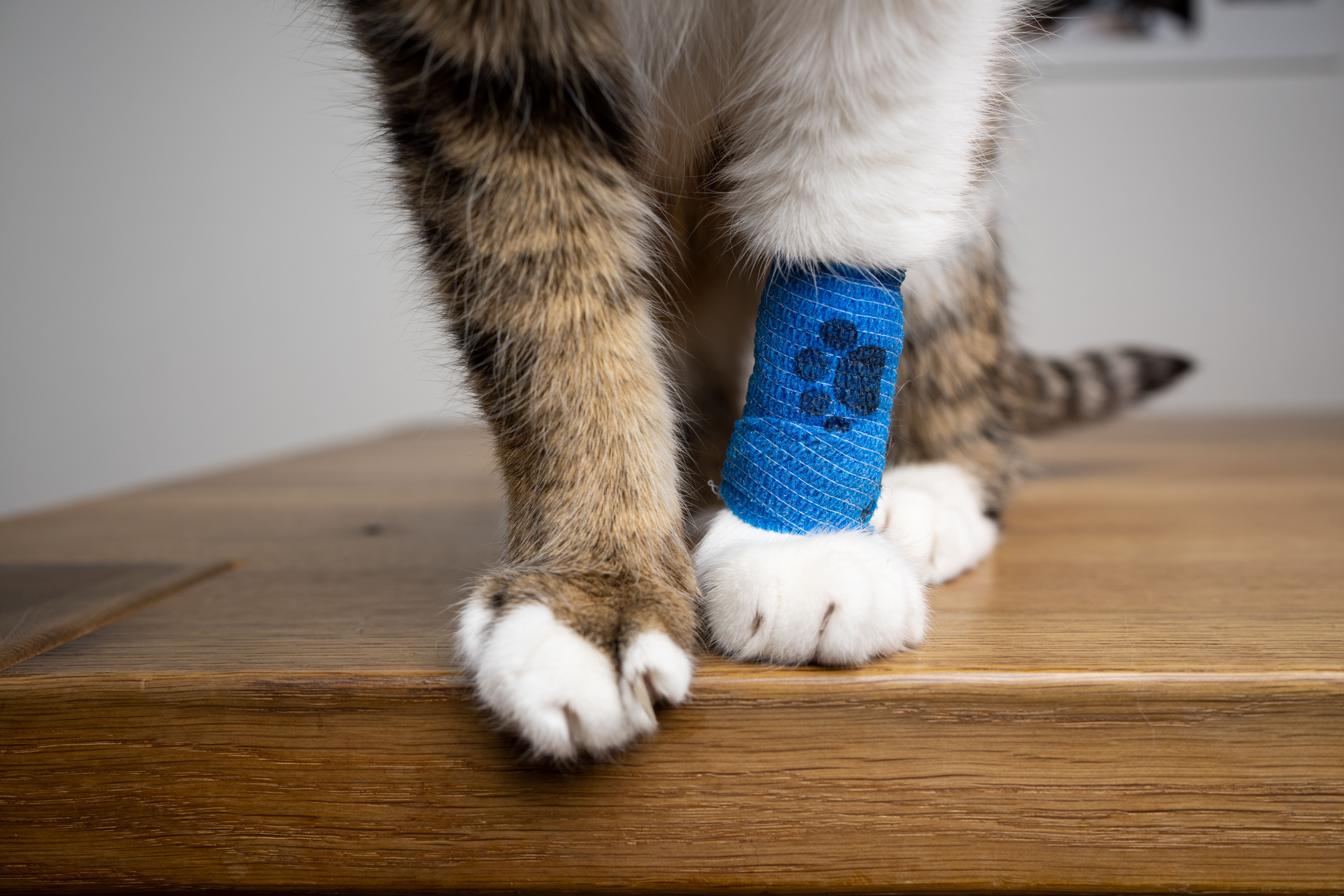 cat-bandaged-paw