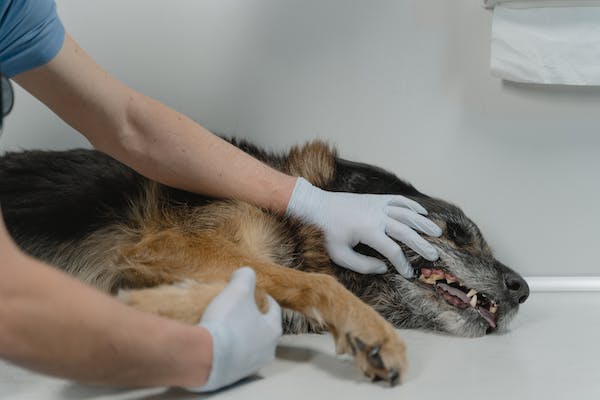 dog-checkup