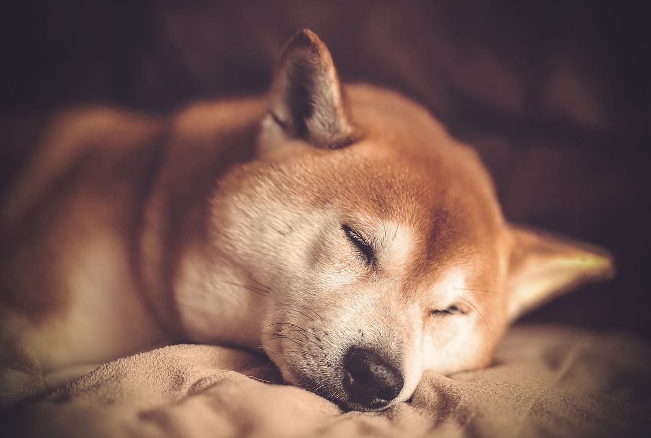 shiba-inu-sleeping