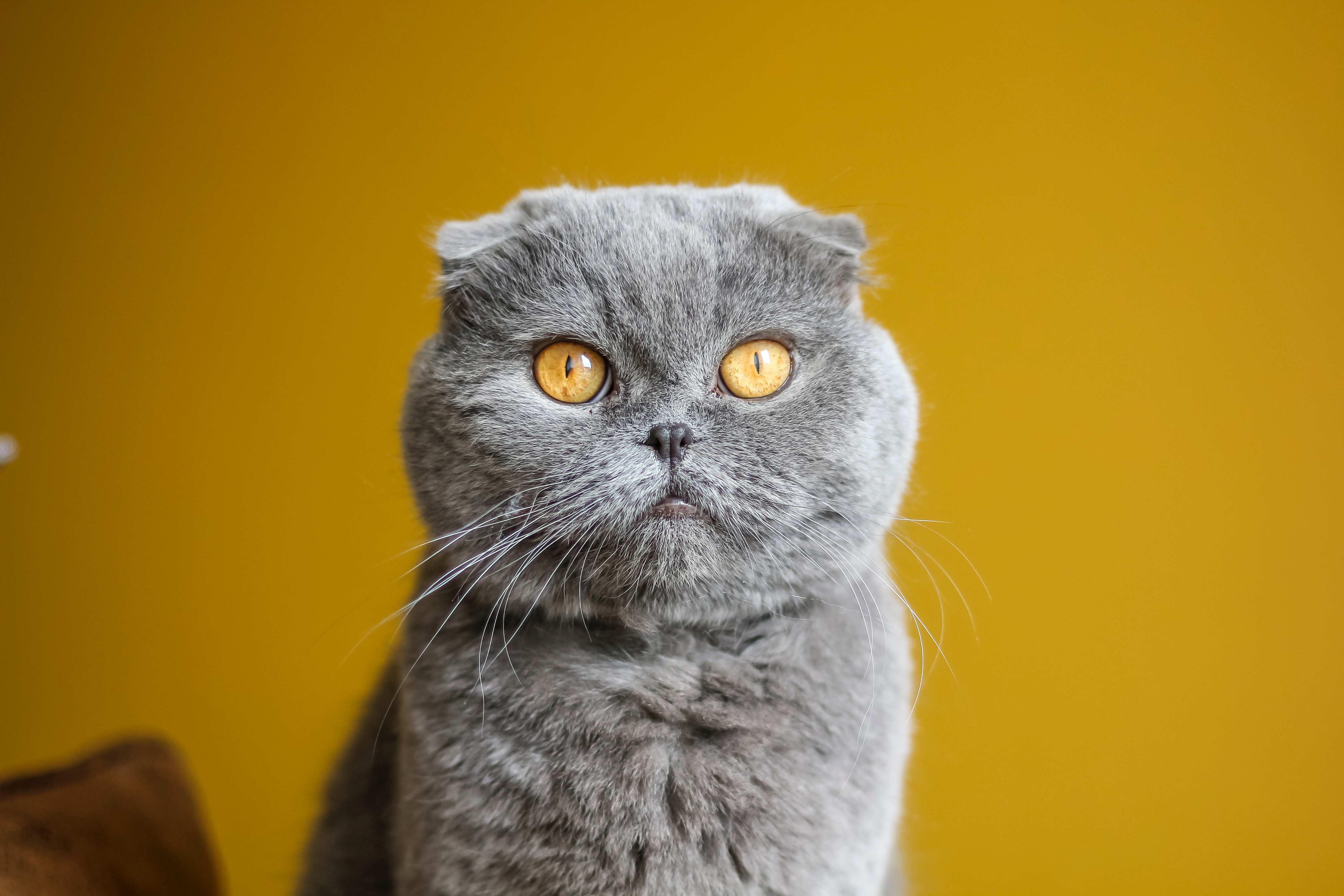 gray-scottish-fold-cat