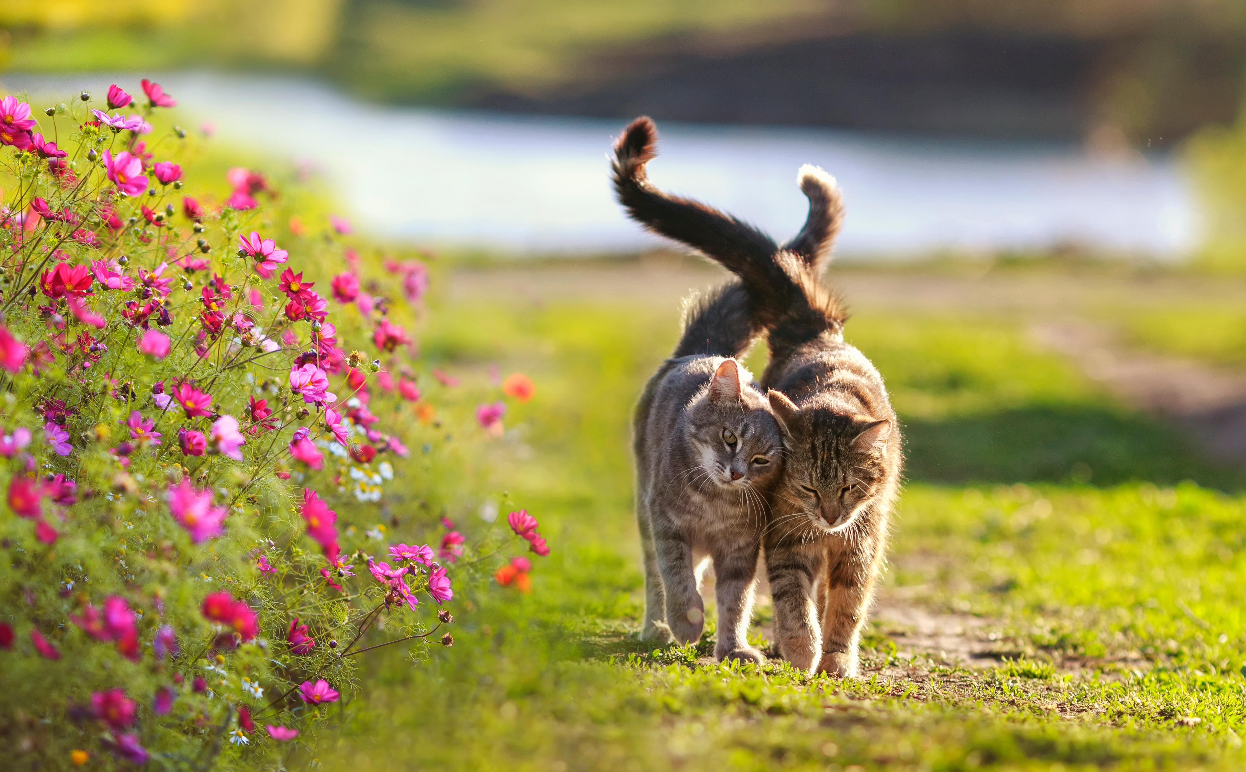 cats-outdoors