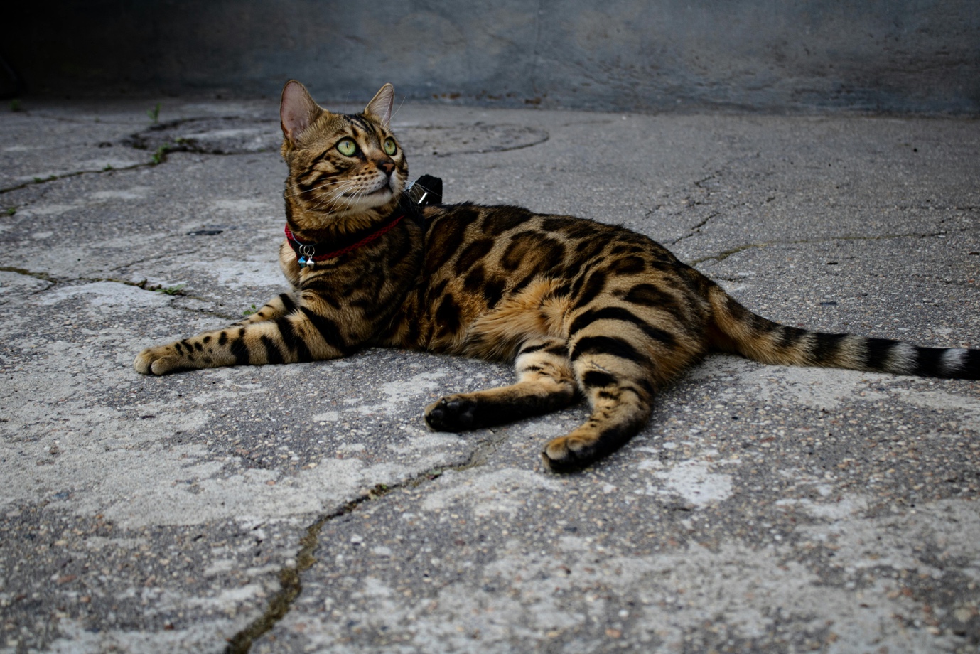 bengal-cat