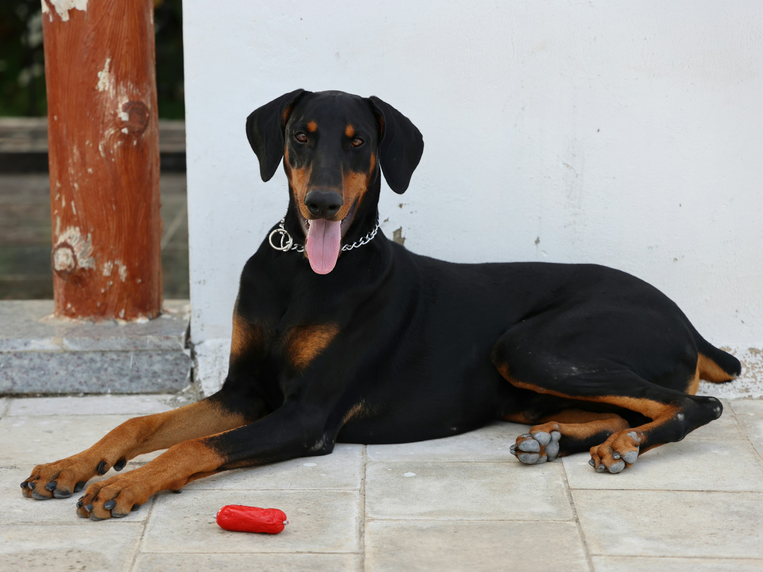 happy-doberman